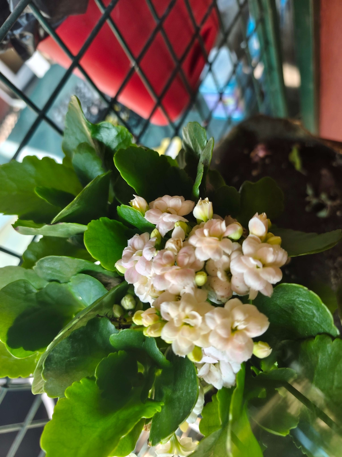 Kalanchoe blossfeldiana (Каланхое)