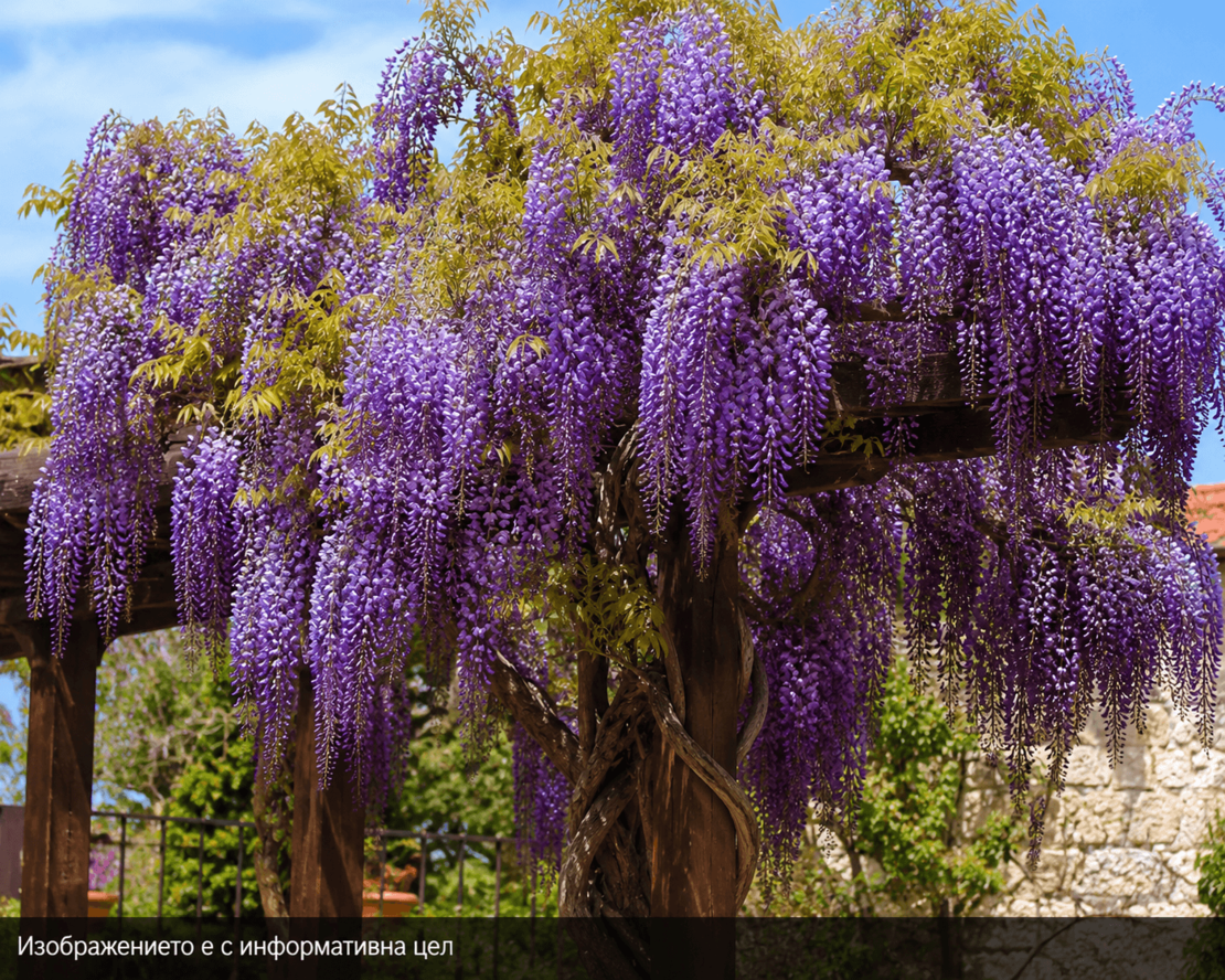 Wisteria floribunda 'Black Dragon' (Глициния 'Black Dragon')