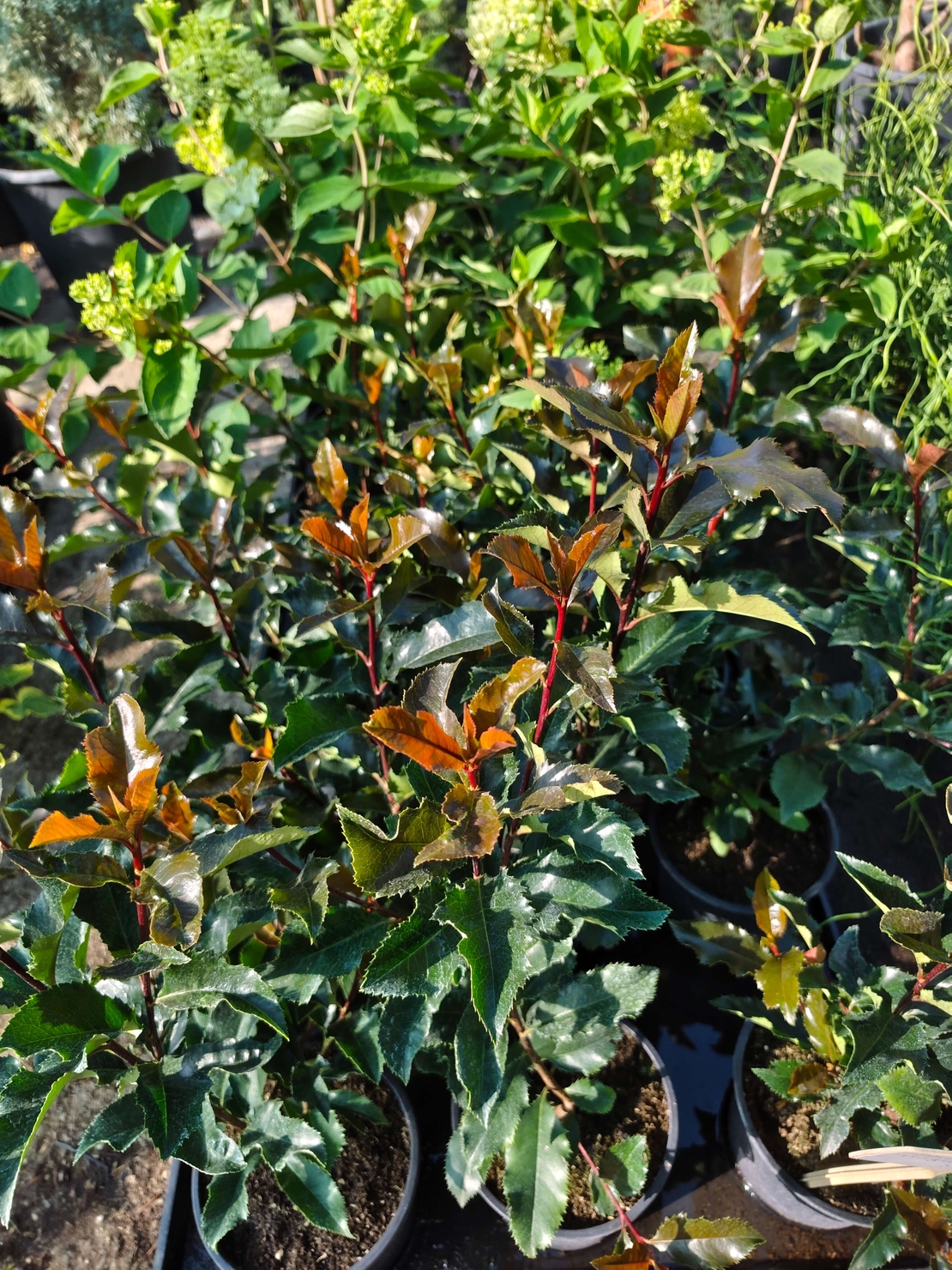 Photinia × fraseri ‘Magical Volcano’