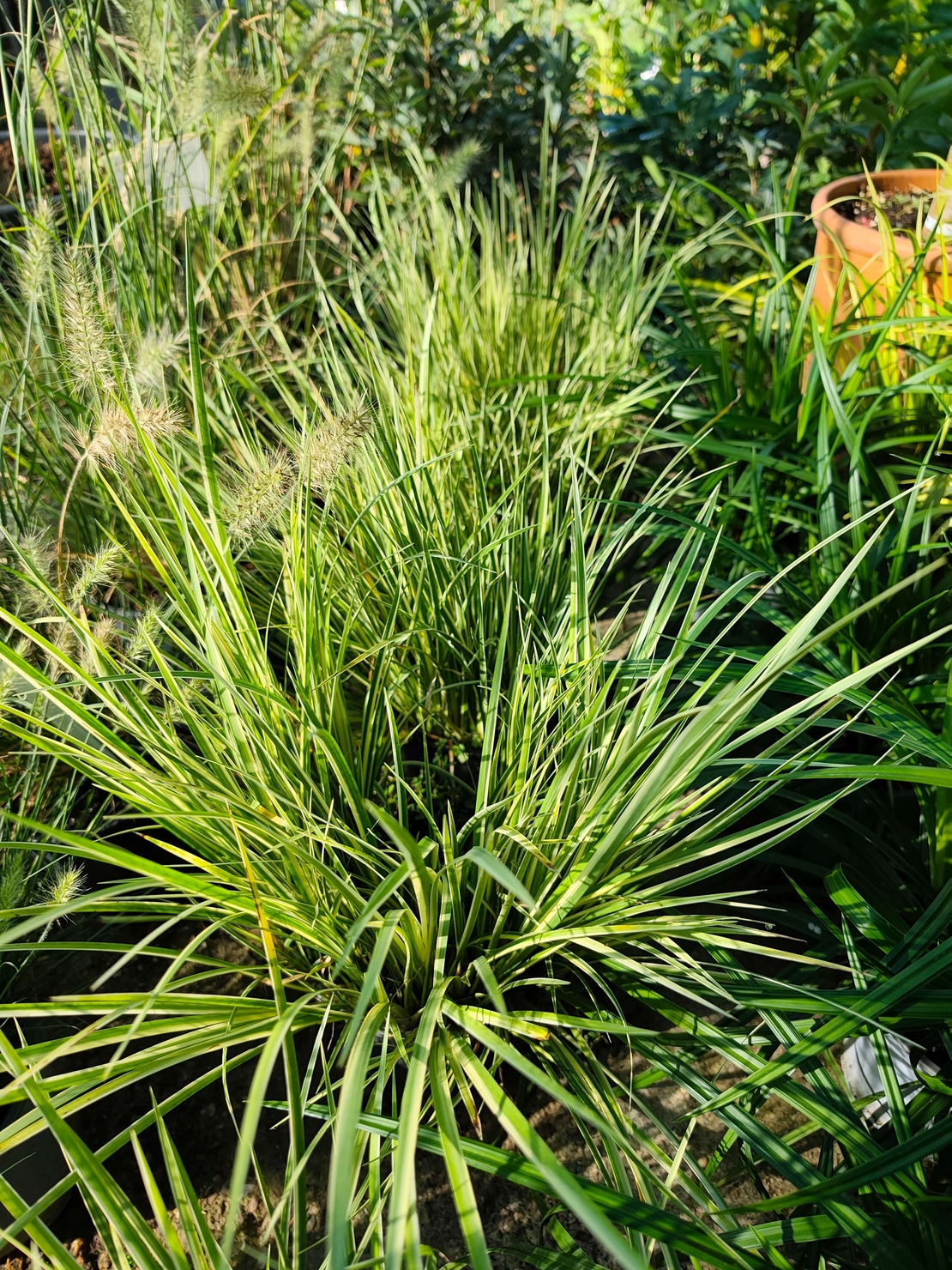 Acorus gramineus ‘Argenteostriatus’