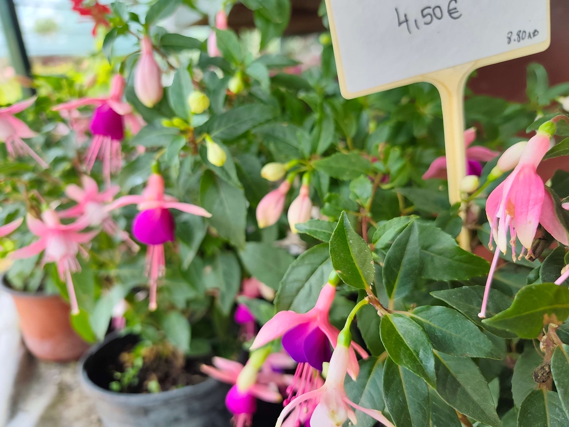 Fuchsia ( обички )