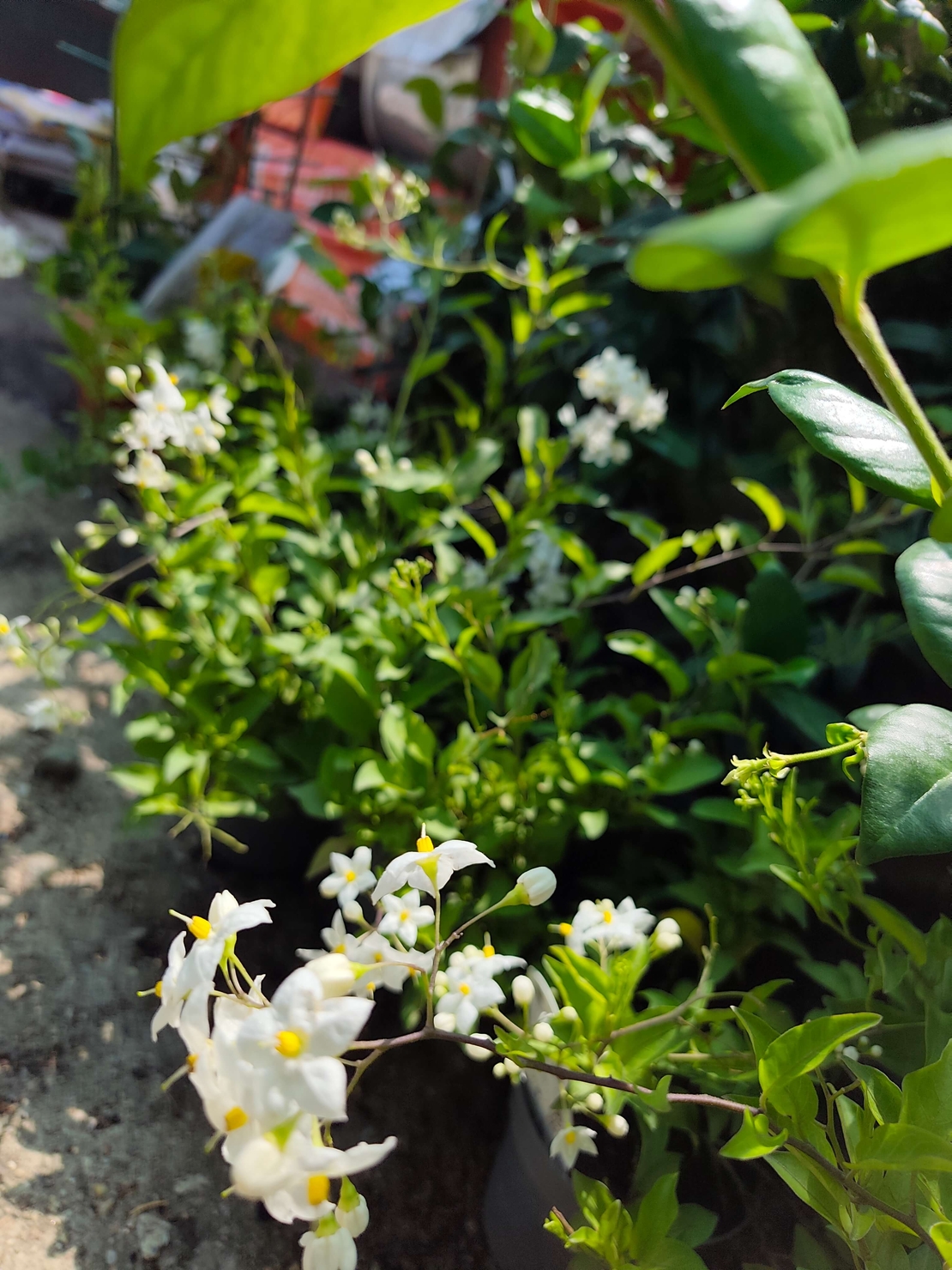 Solanum jasminoides (Картофен жасмин)