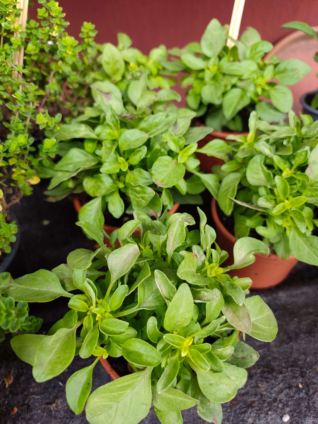 Ocimum basilicum ( босилек)