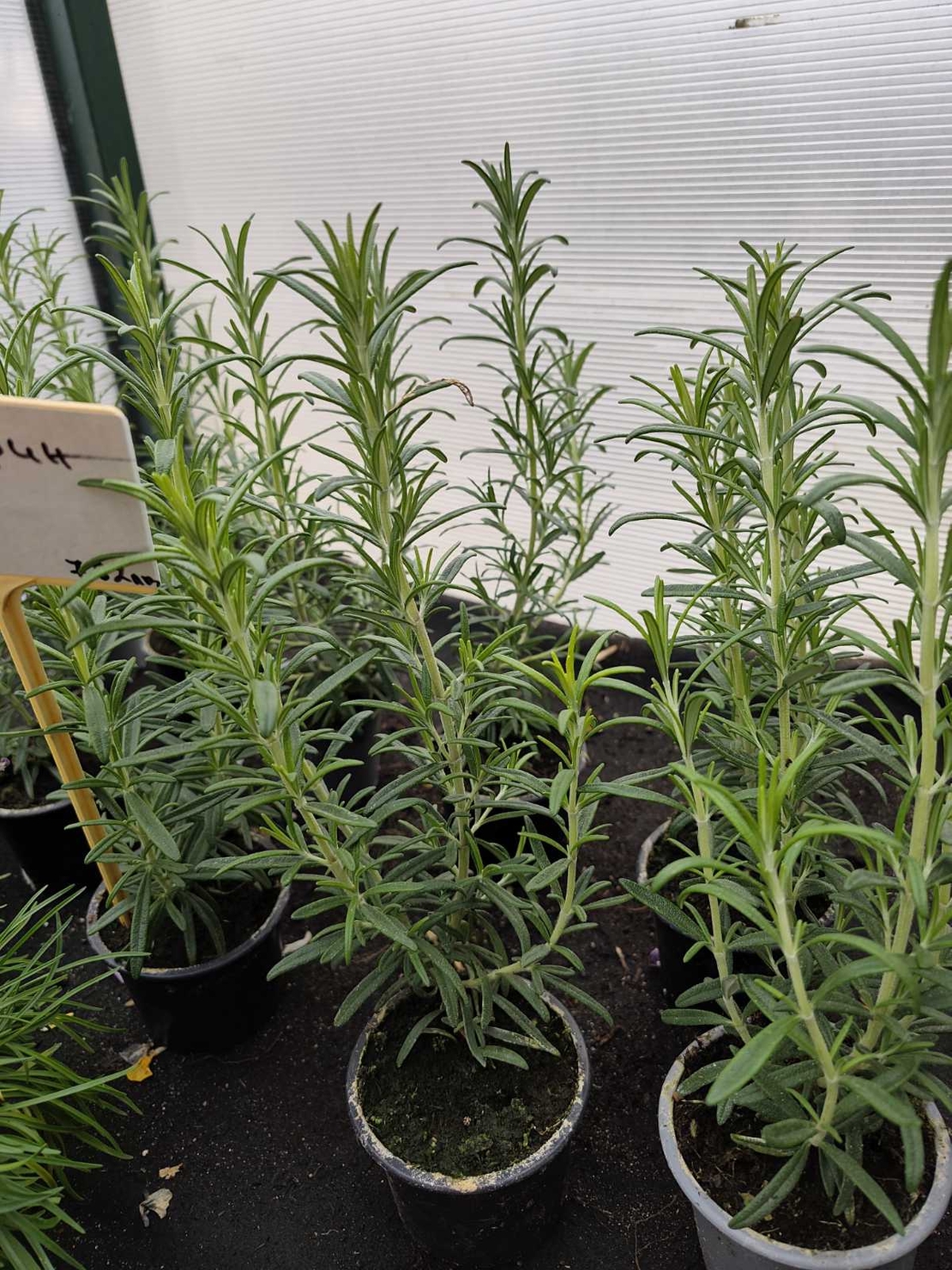 Rosmarinus officinalis - розмарин