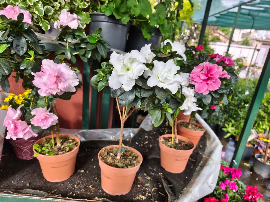 Rhododendron simsii – щамбова форма (Стайна азалия – мини дръвче)