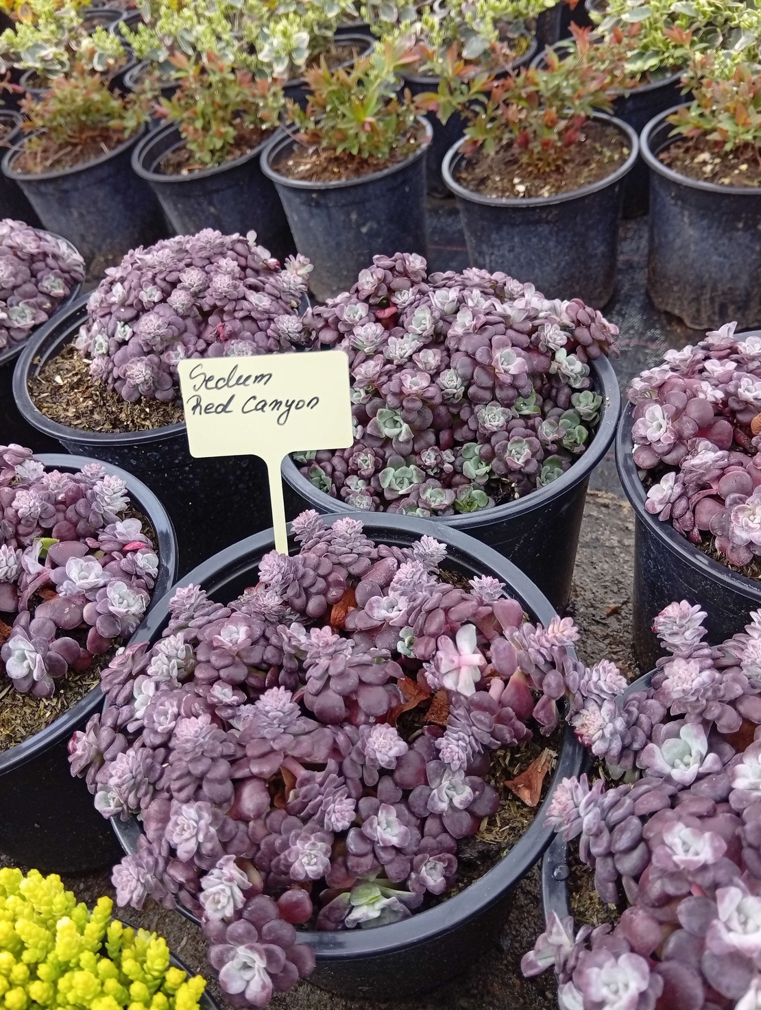 Sedum cauticola Red canyon