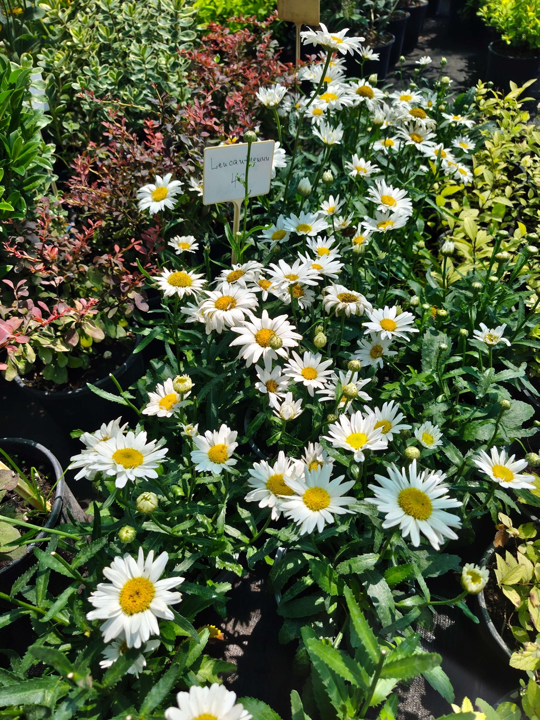 Leucanthemum × superbum (Градинска маргарита)