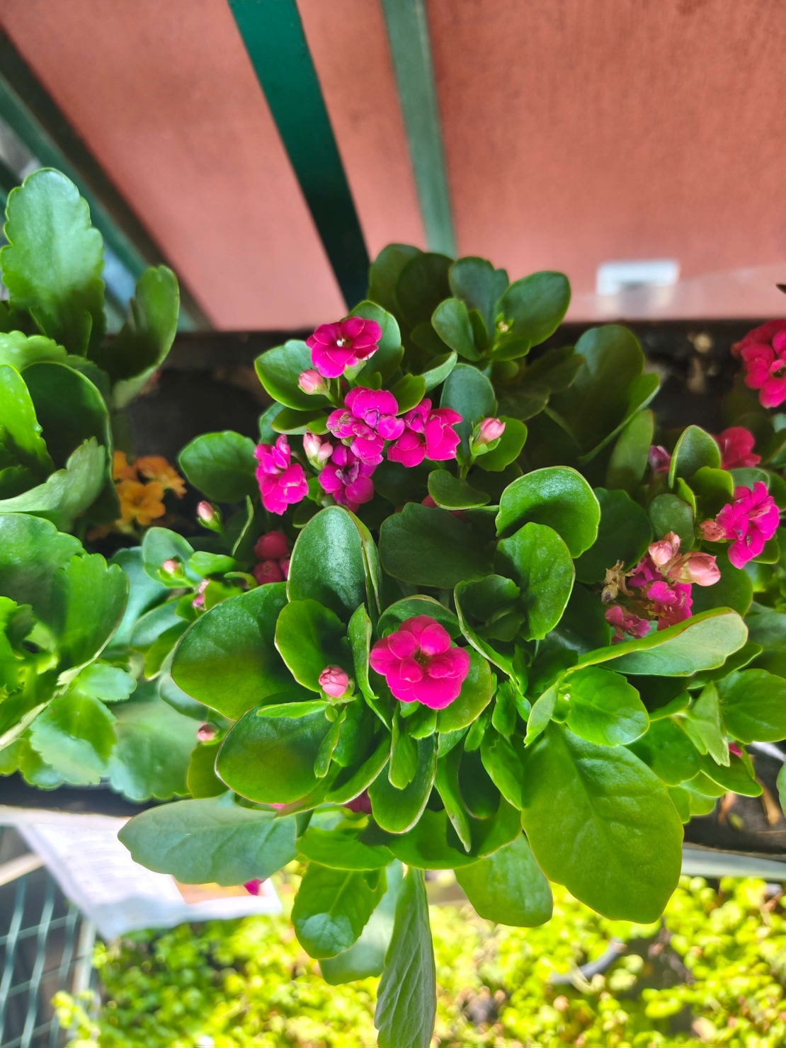Kalanchoe blossfeldiana (Каланхое)