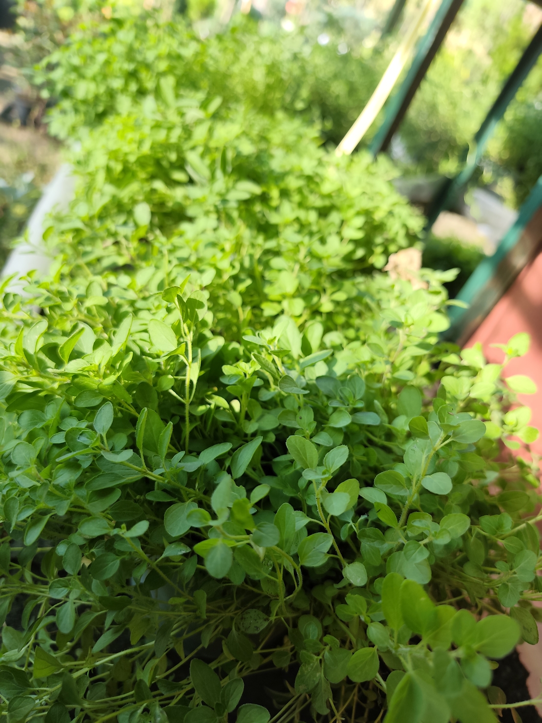 Origanum vulgare ( риган )