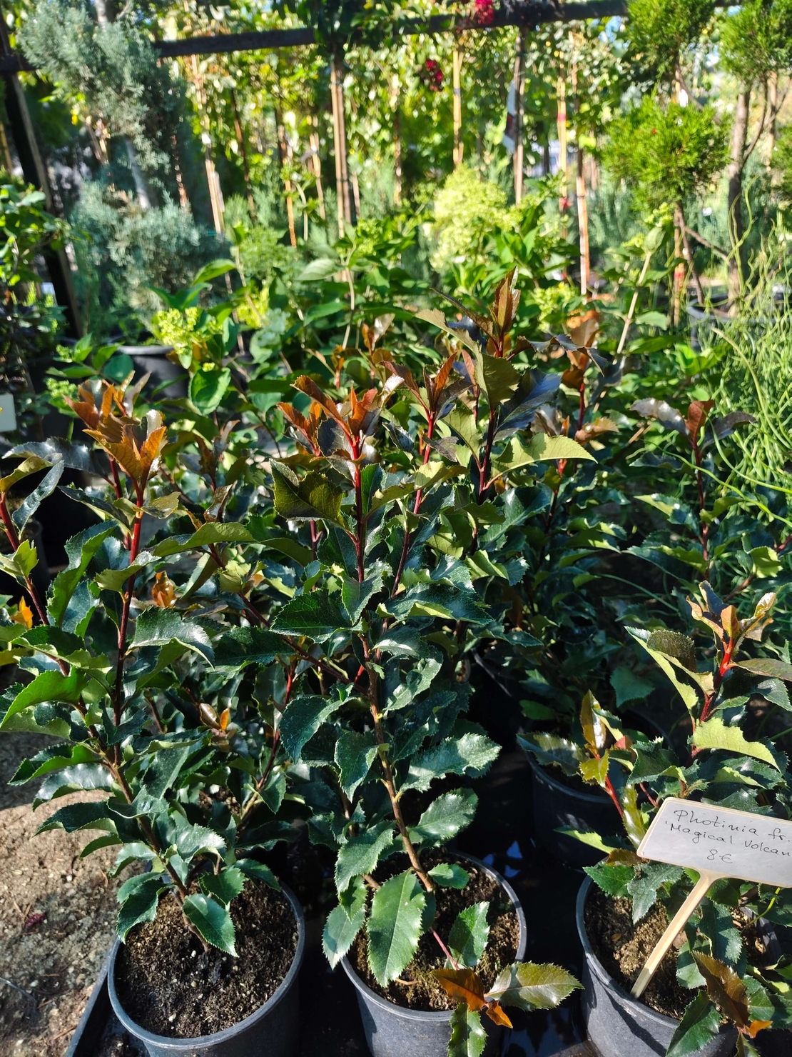 Photinia × fraseri ‘Magical Volcano’