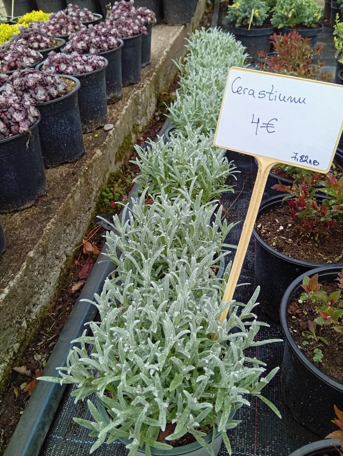 Cerastium tomentosum