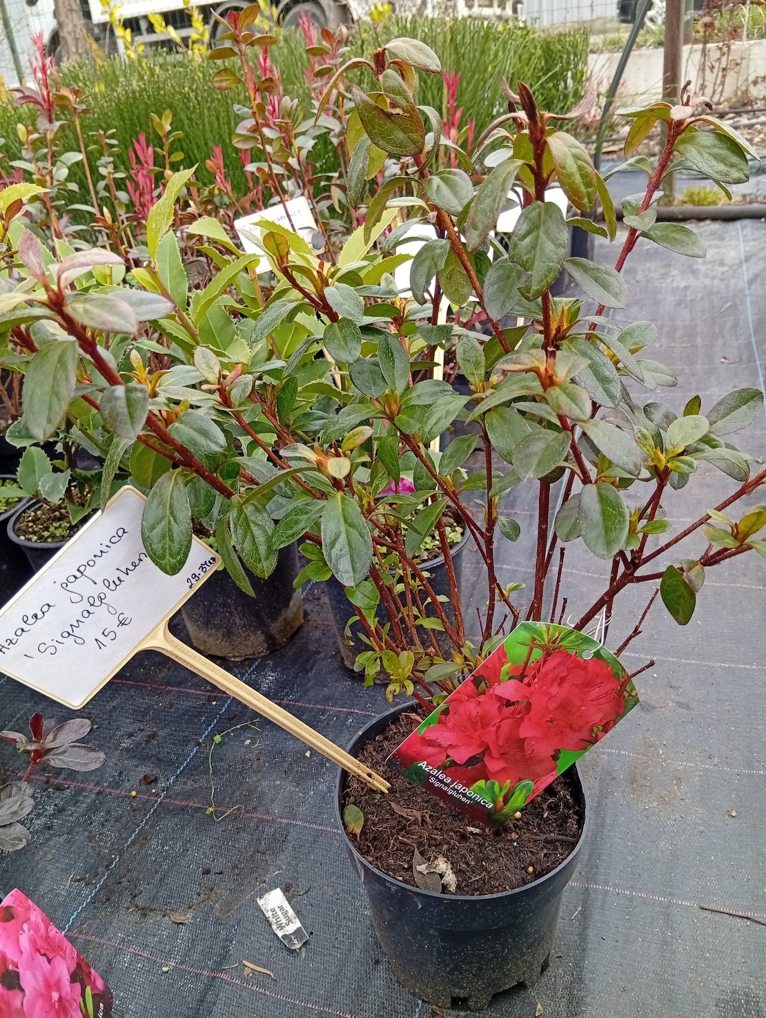 Azalea Japonica Signalgluten