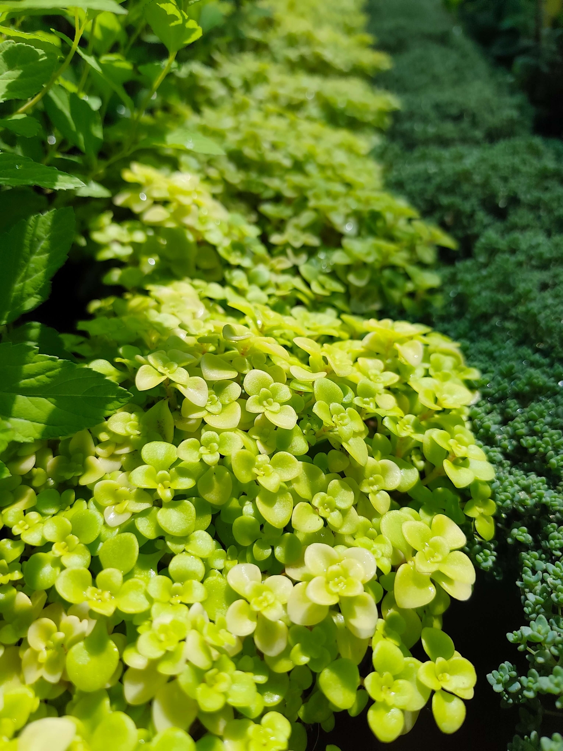 Sedum makinoi 'Ogon'