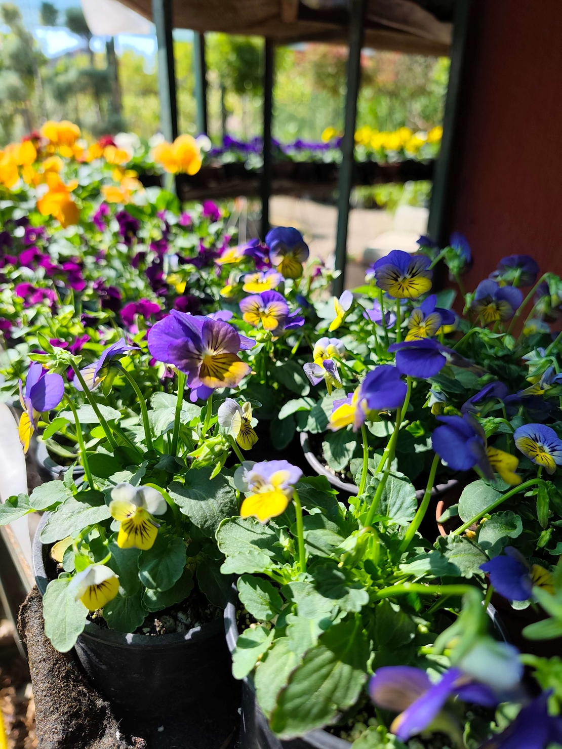 Viola × wittrockiana (Градинска теменужка)
