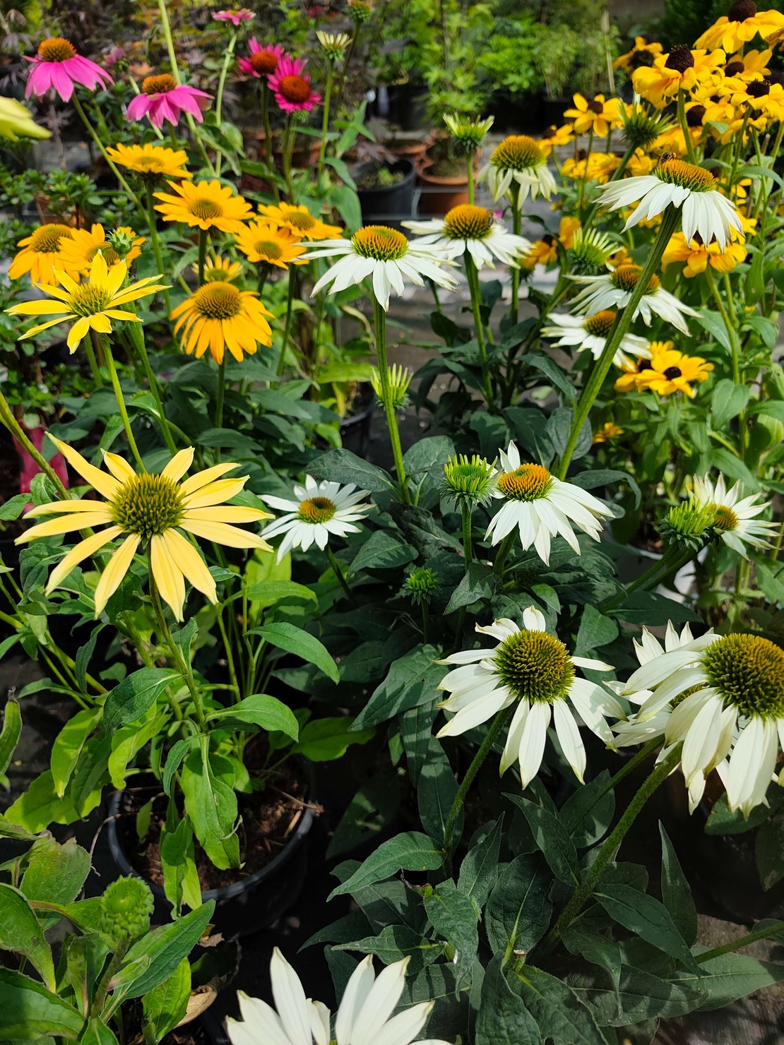 Echinacea purpurea (Ехинацея)