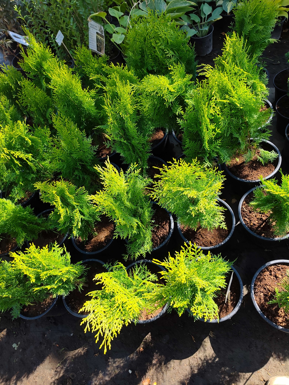 Thuja orientalis ‘Aurea Nana’ (Туя Ауреа Нана)