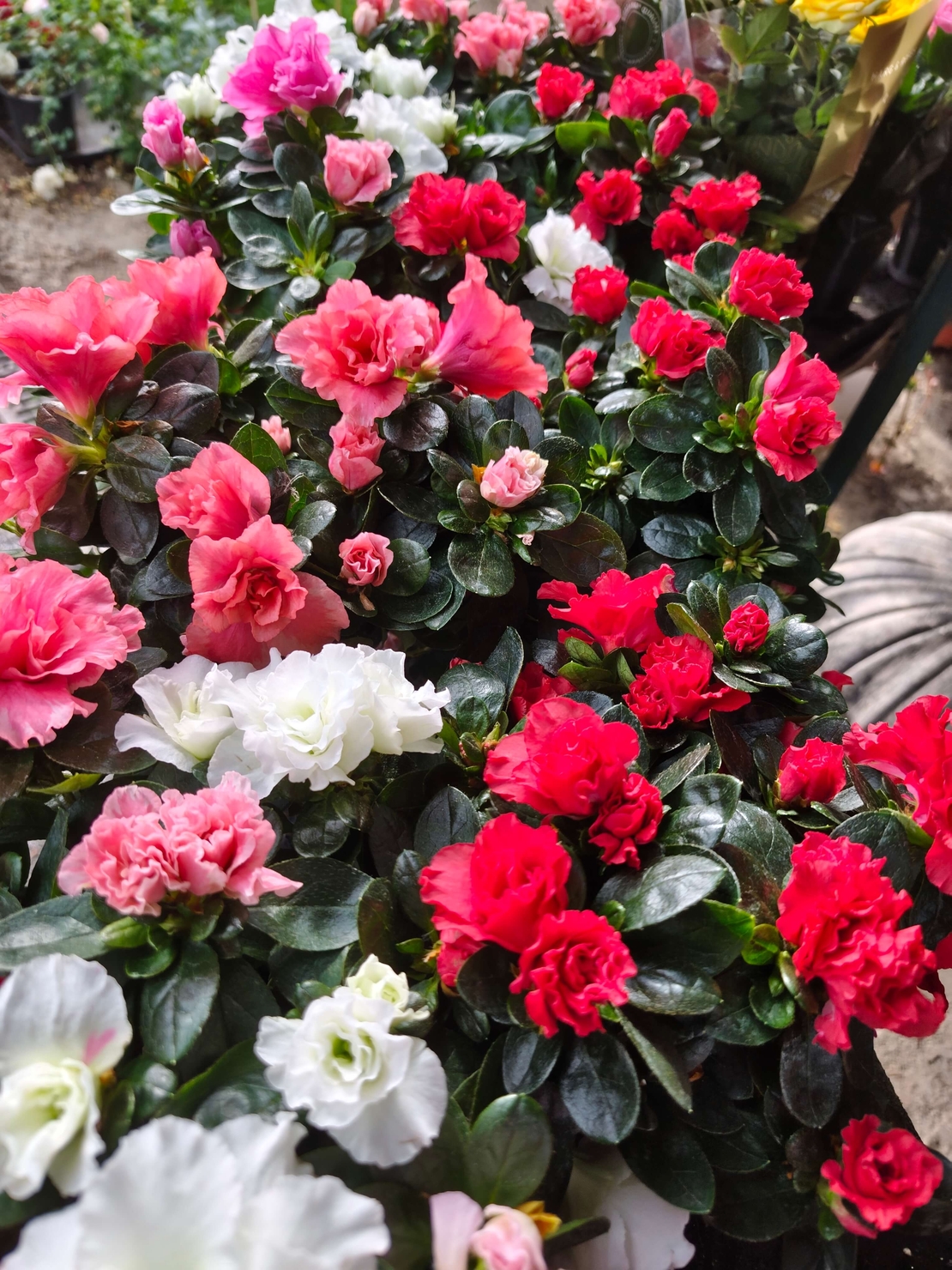 Rhododendron simsii (Стайна азалия)