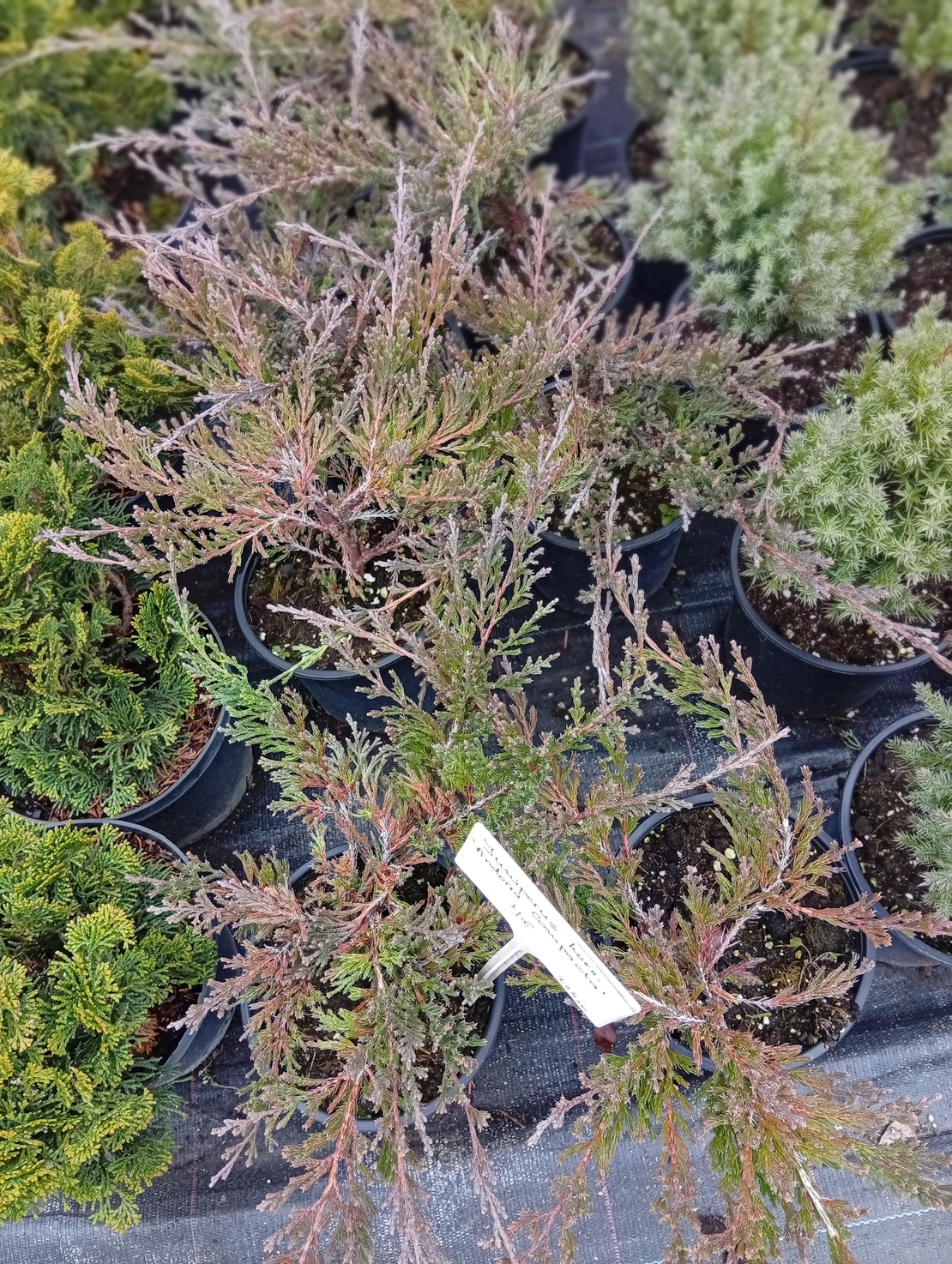 Juniperus horizontalis Andorra Compacta