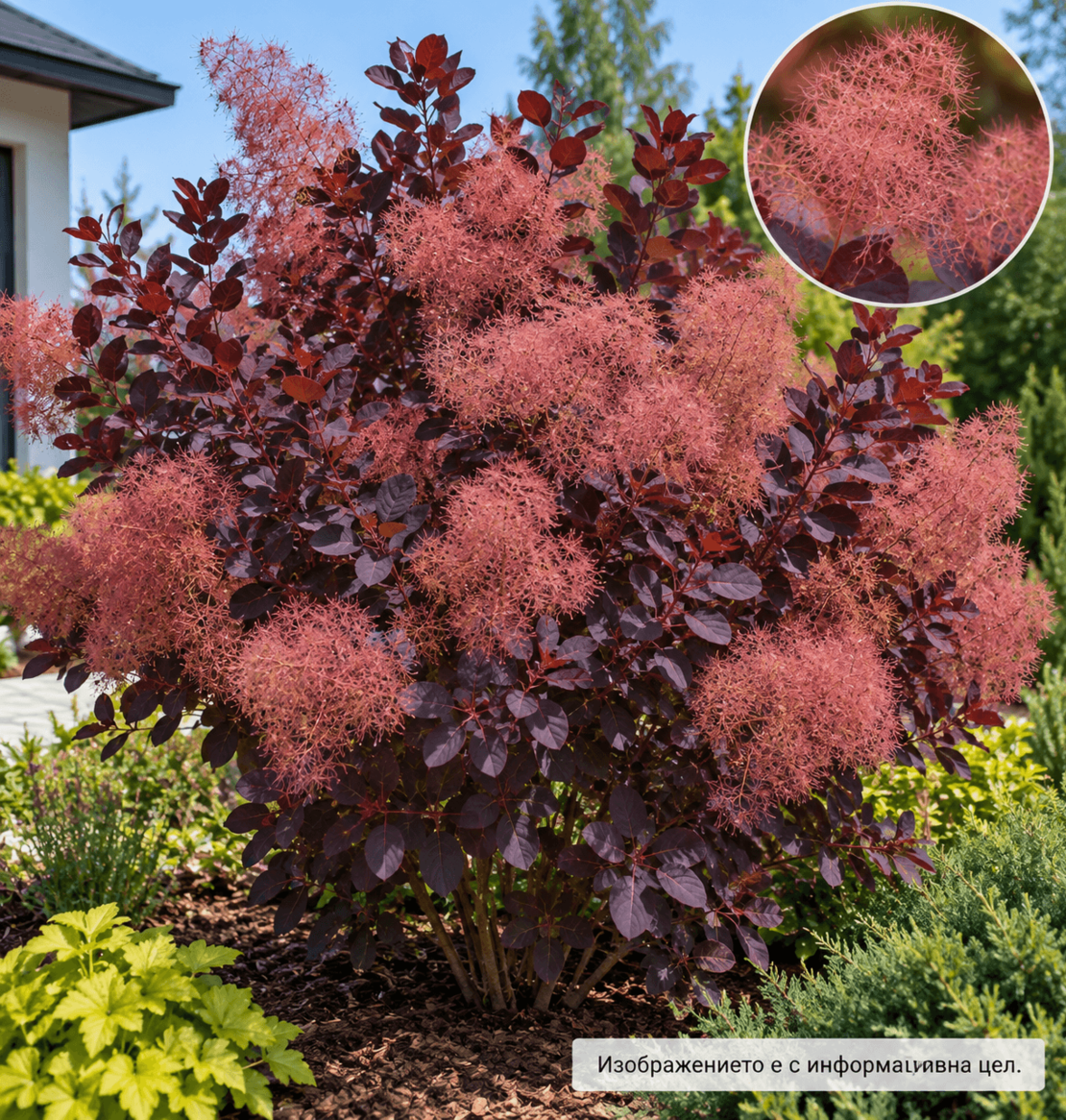 Cotinus coggygria ‘Royal Purple’