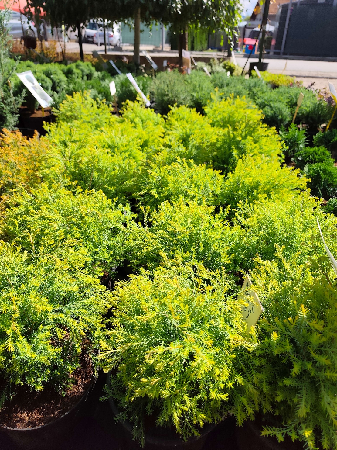 Thuja occidentalis 'Rheingold'