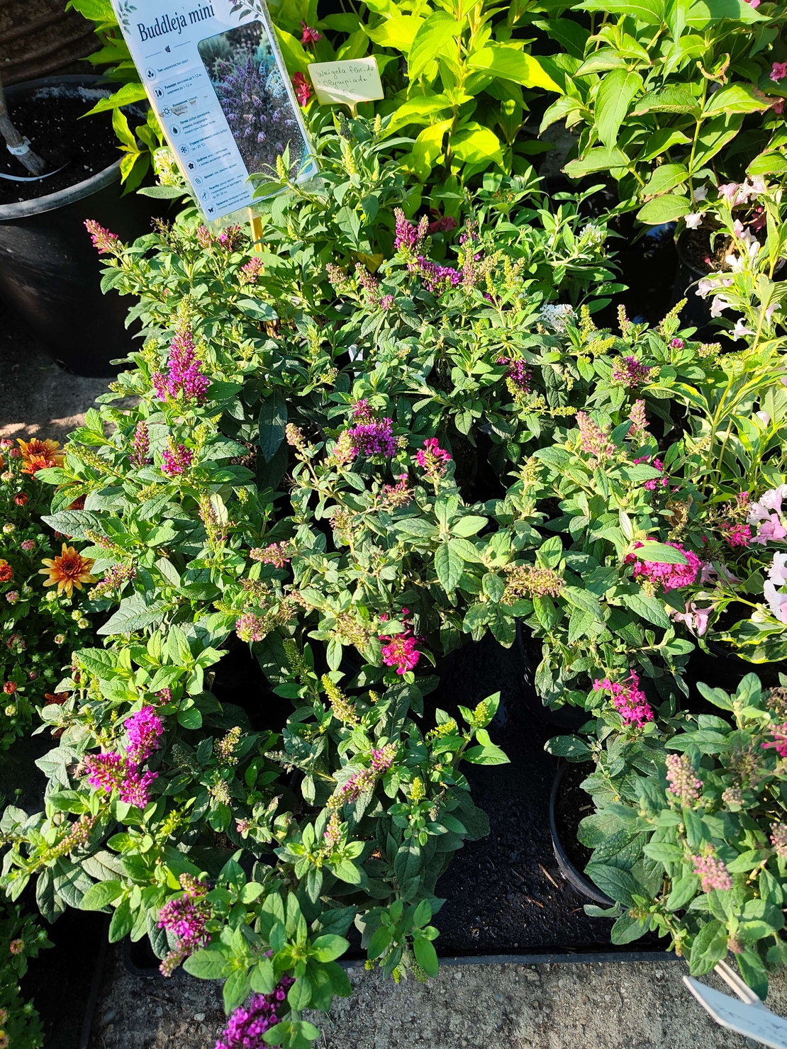 Buddleja mini (Компактна будлея)