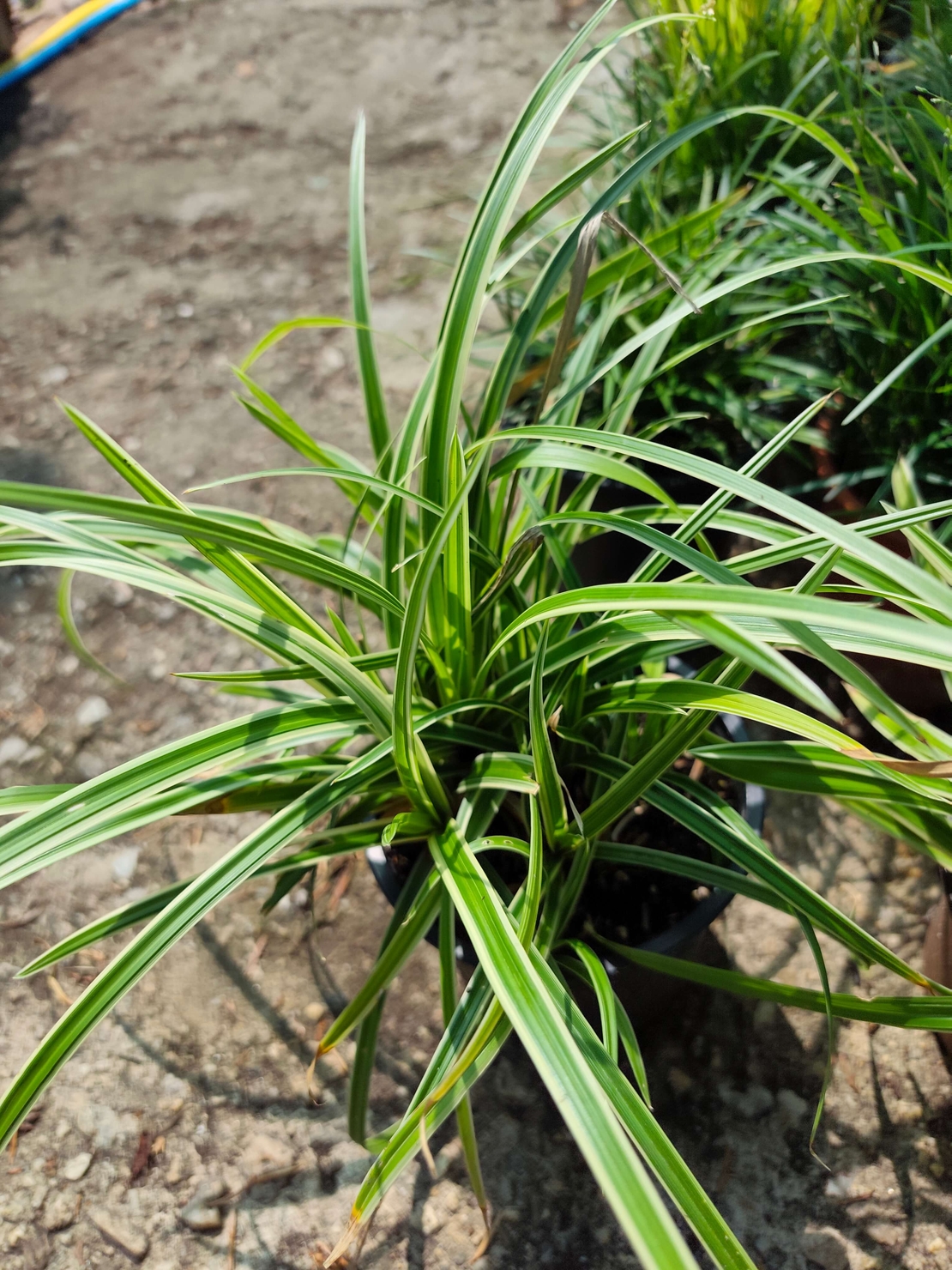 Carex morrowii (Японска острица)