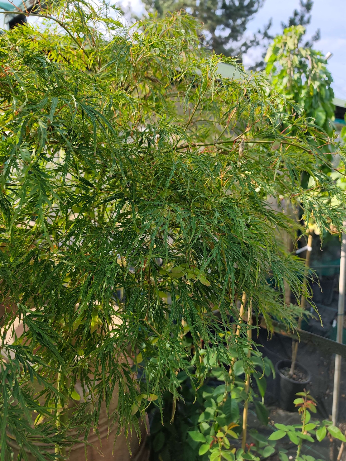Acer palmatum 'Viridis green'