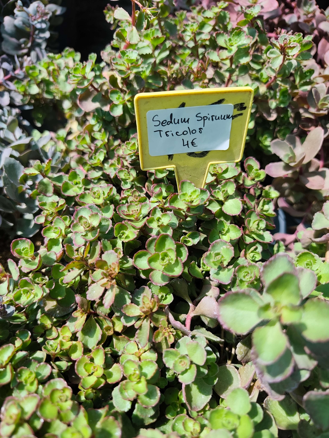 Sedum spurium 'Tricolor'