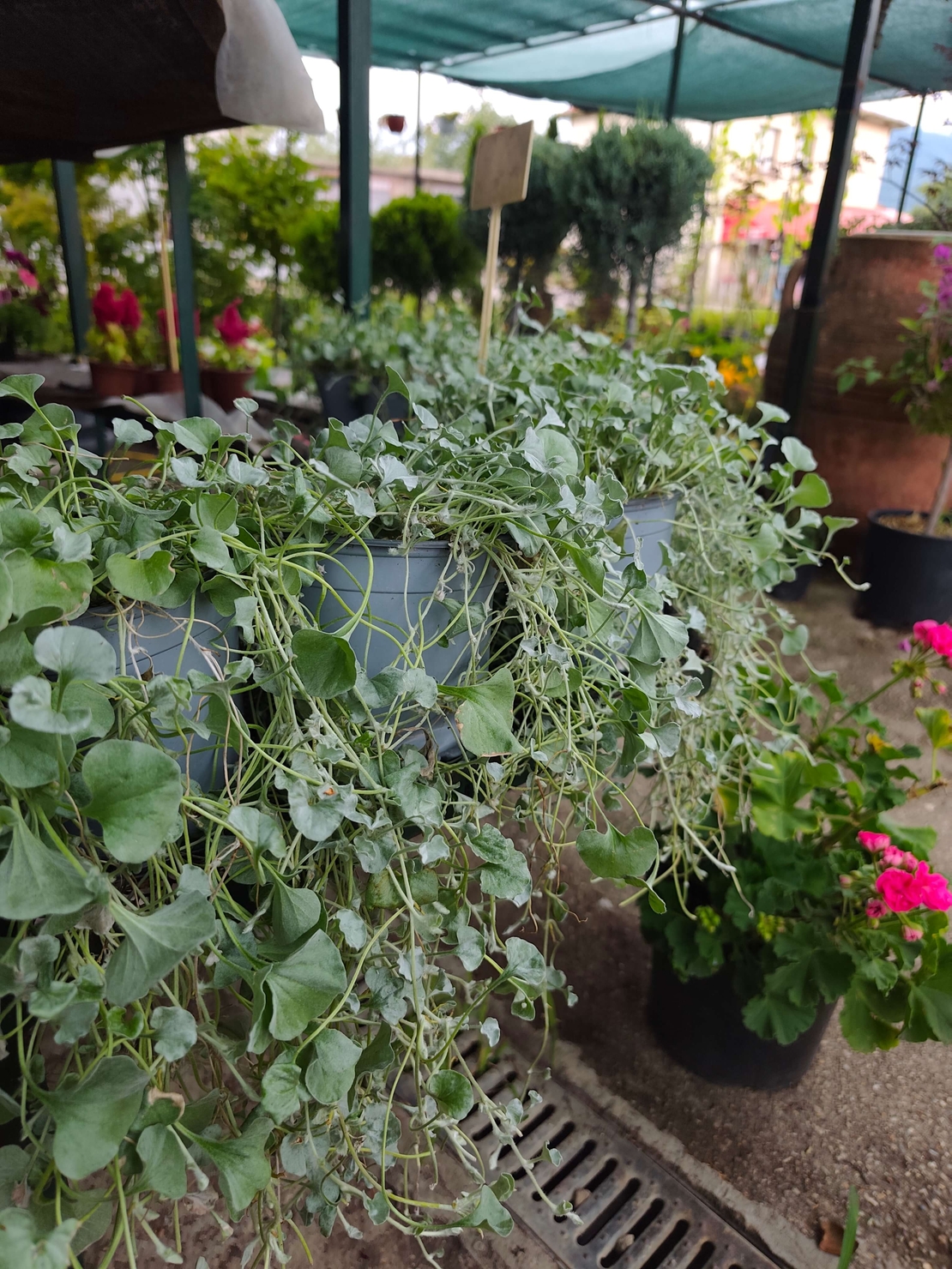 Dichondra (Дихондра)