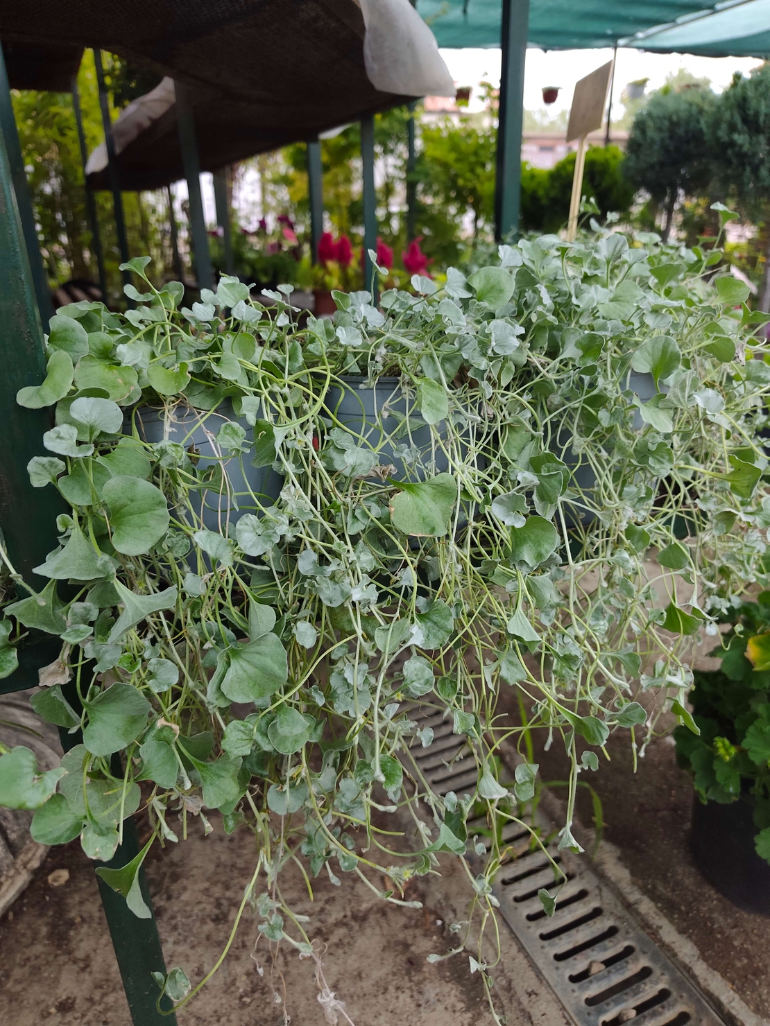 Dichondra (Дихондра)