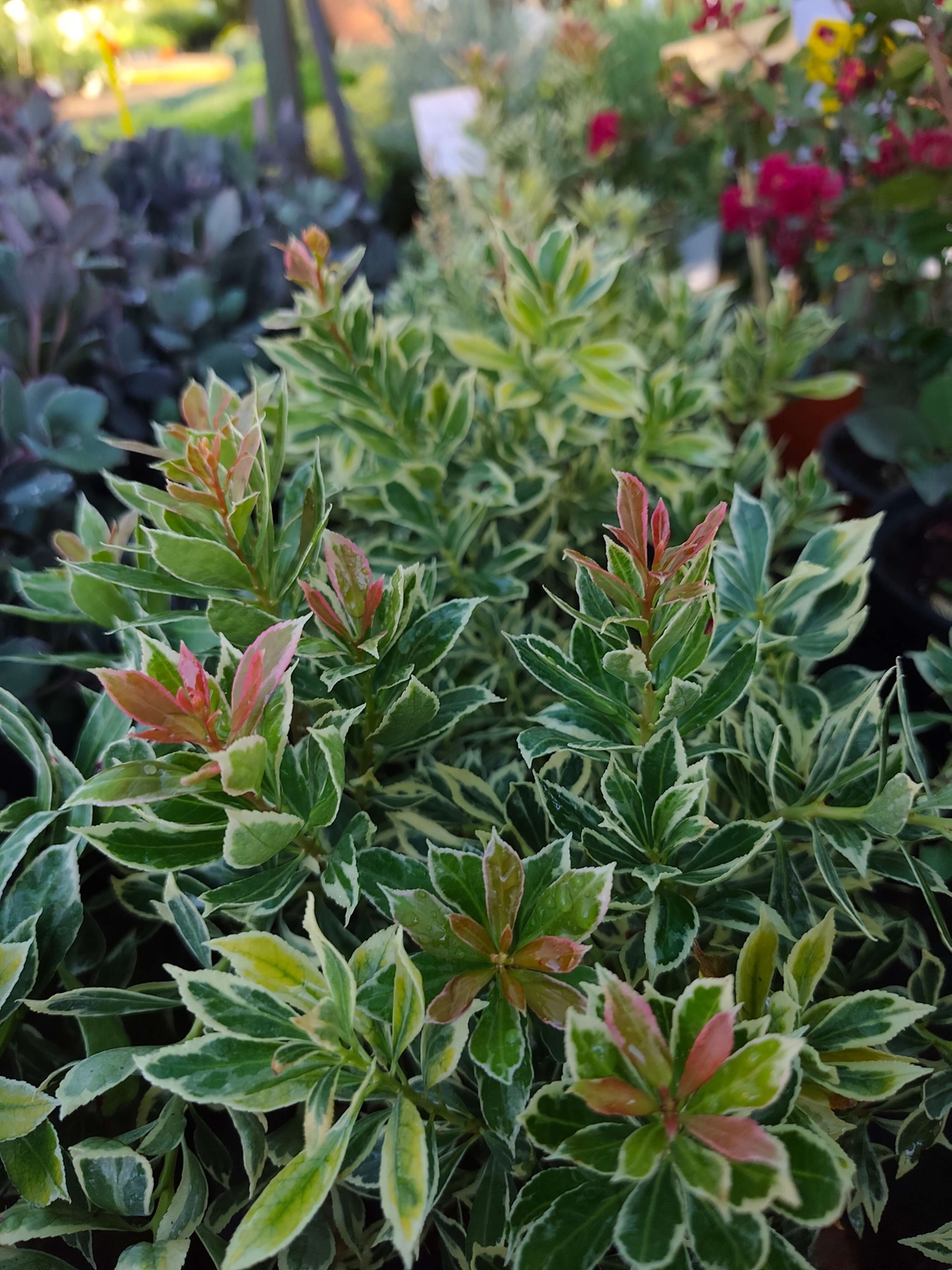 Pieris japonica ‘Little Frosty’