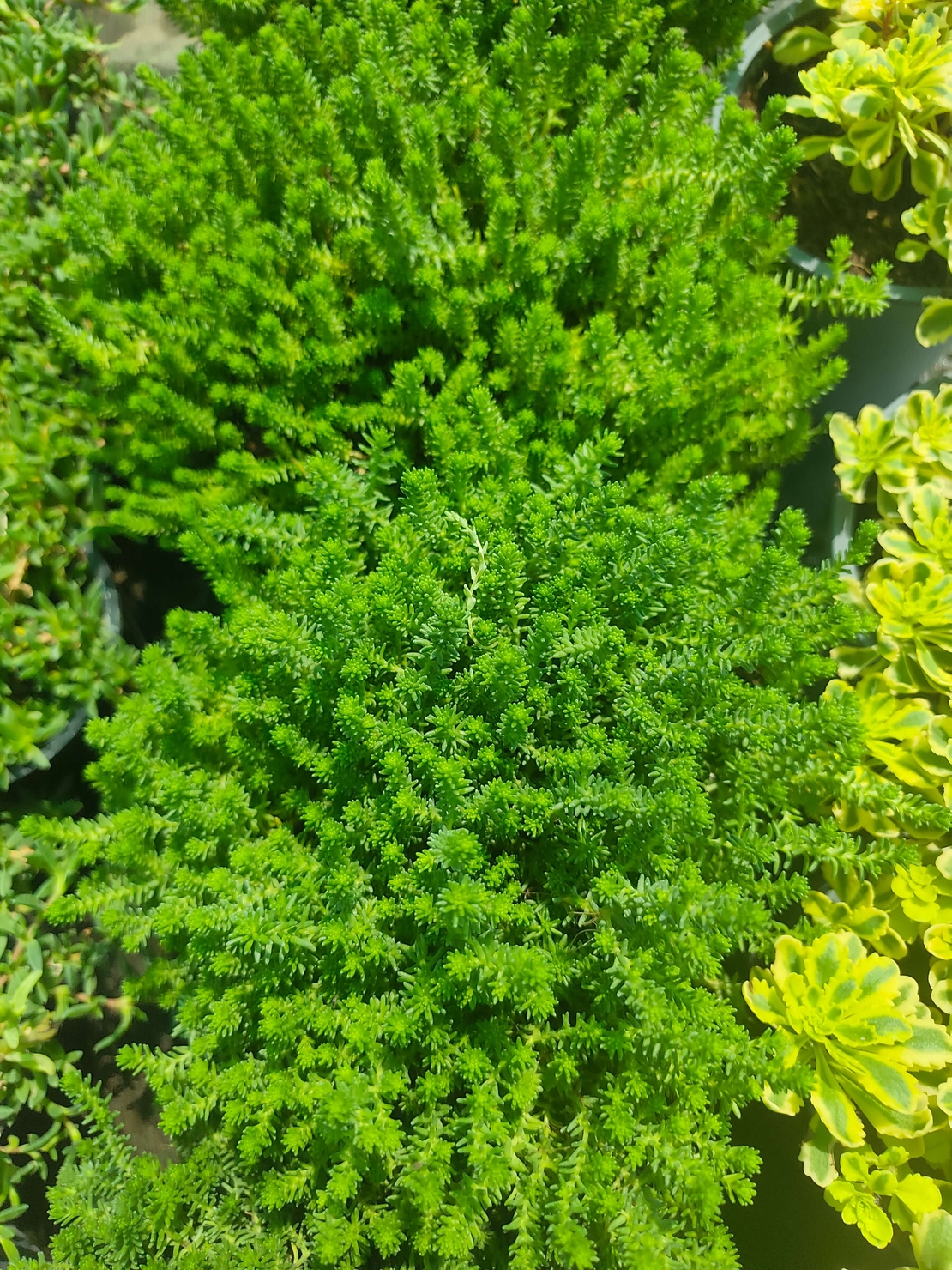 Sedum sexangulare (Шестореден седум)