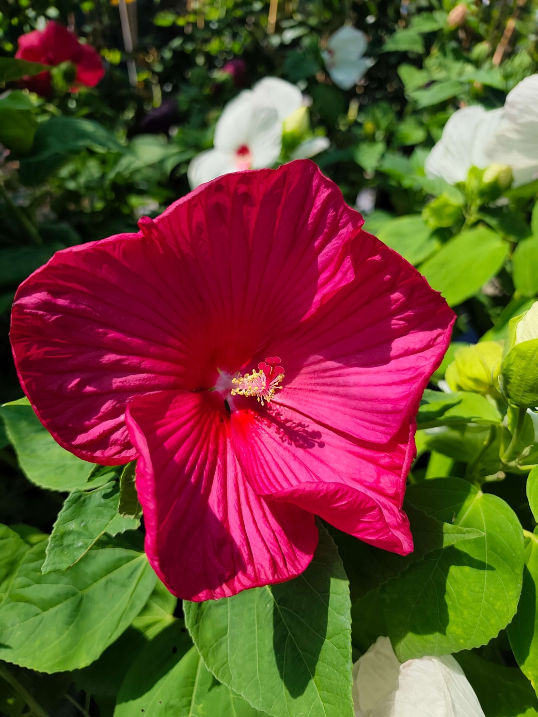Hibiscus moscheutos 'Luna'