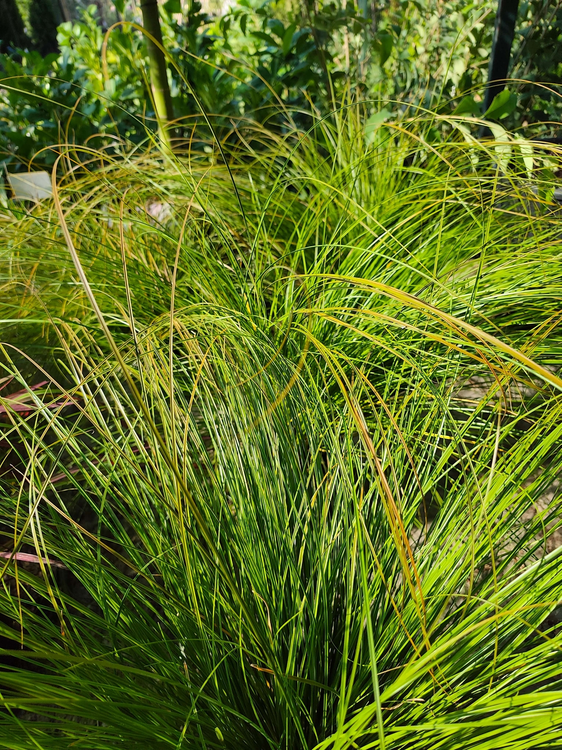 Carex testacea ‘Prairie Fire’