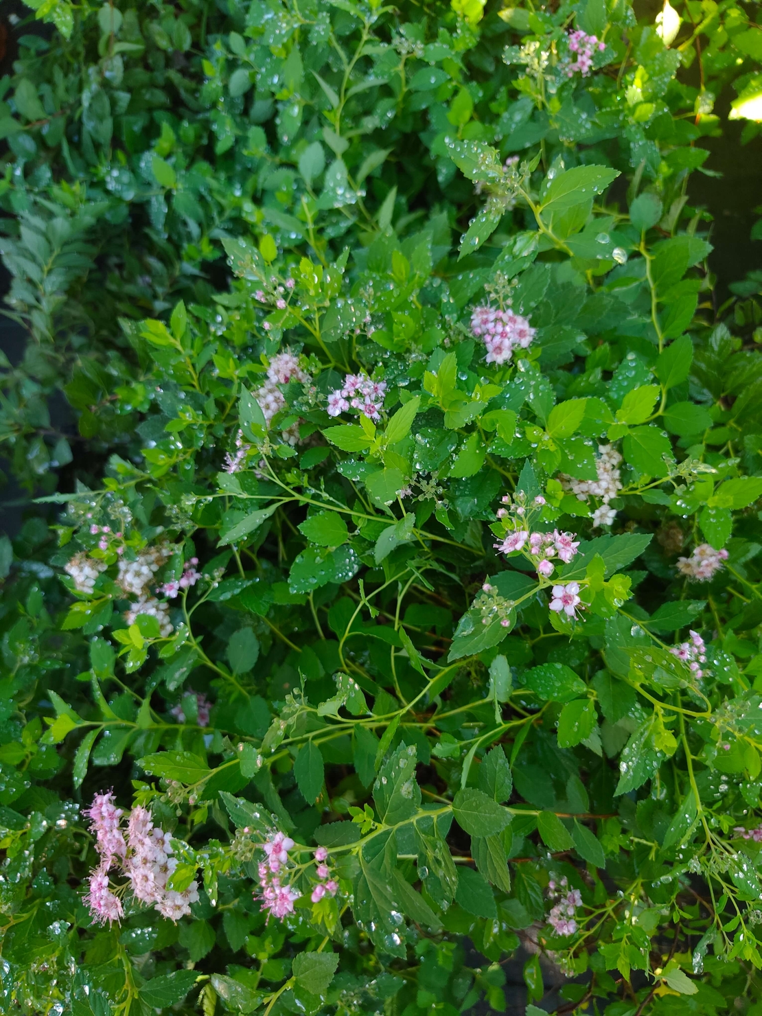 Spirаеа japonica Little Princess