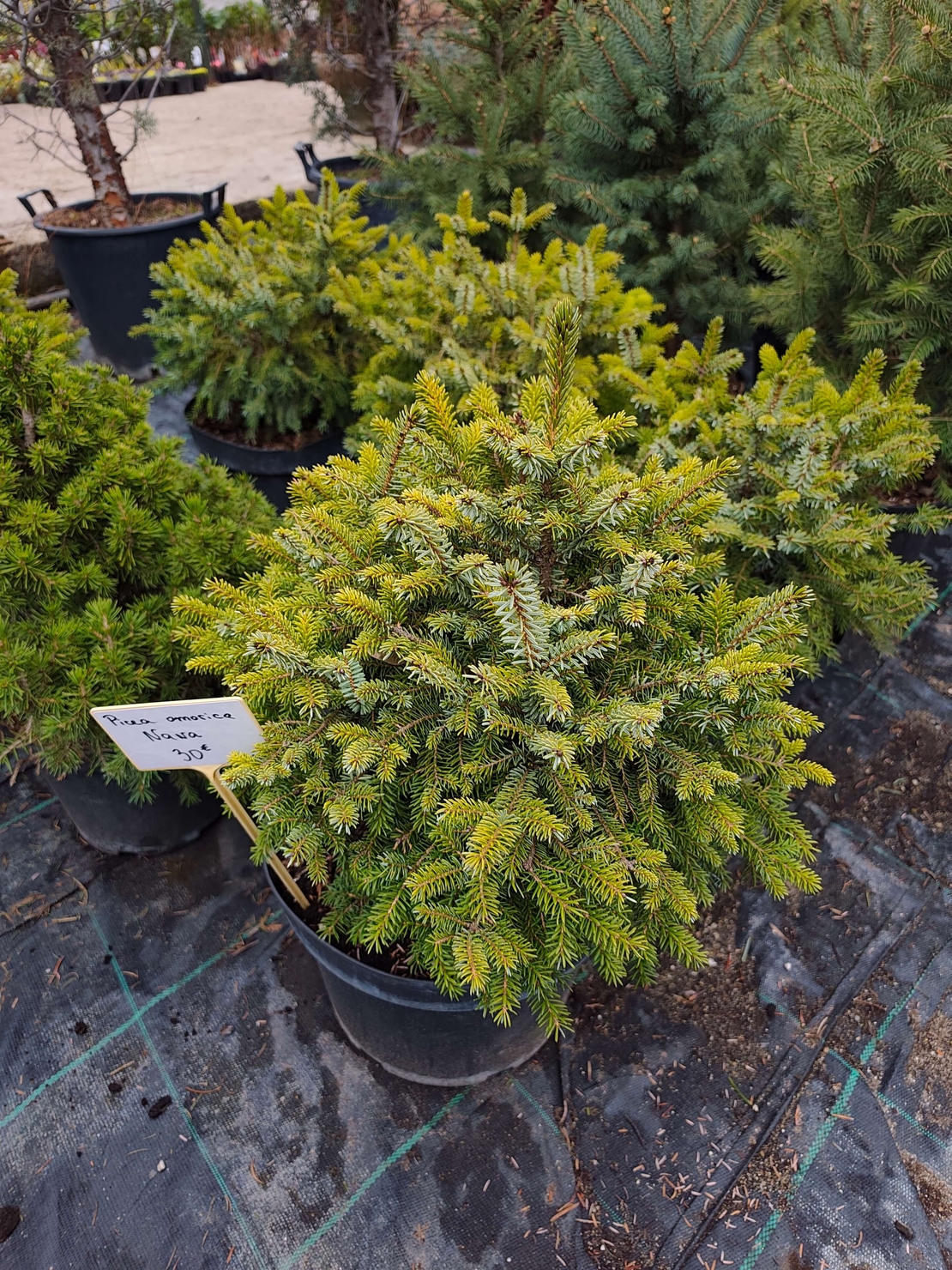 Picea omorika Nana