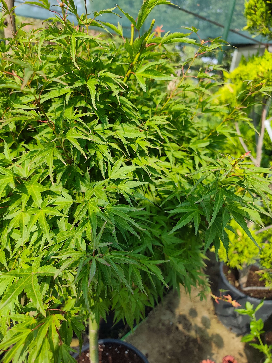 Acer palmatum 'Wilson's Pink Dwarf'