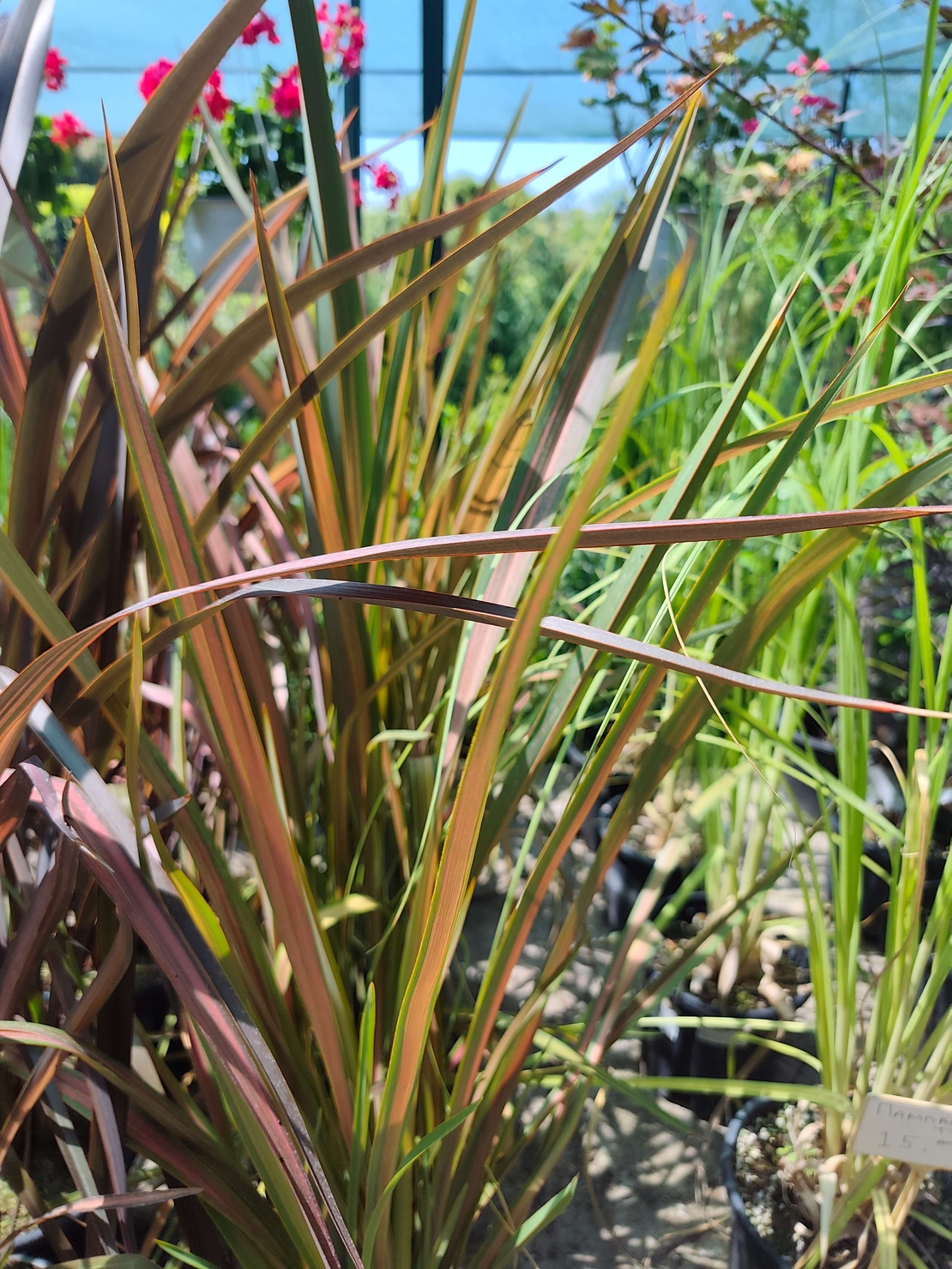 Phormium 'Jester'