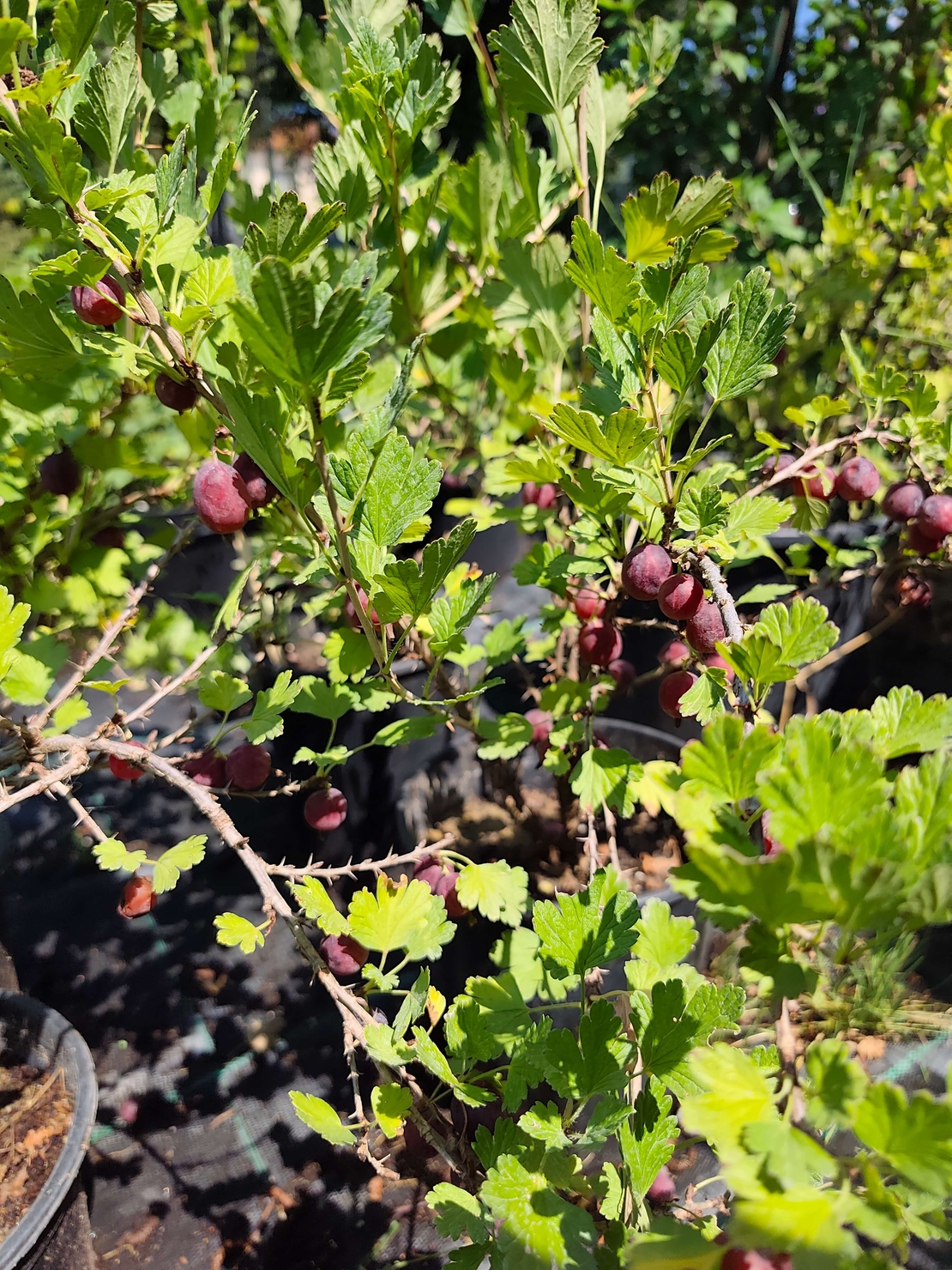 Ribes uva-crispa (Цариградско грозде)
