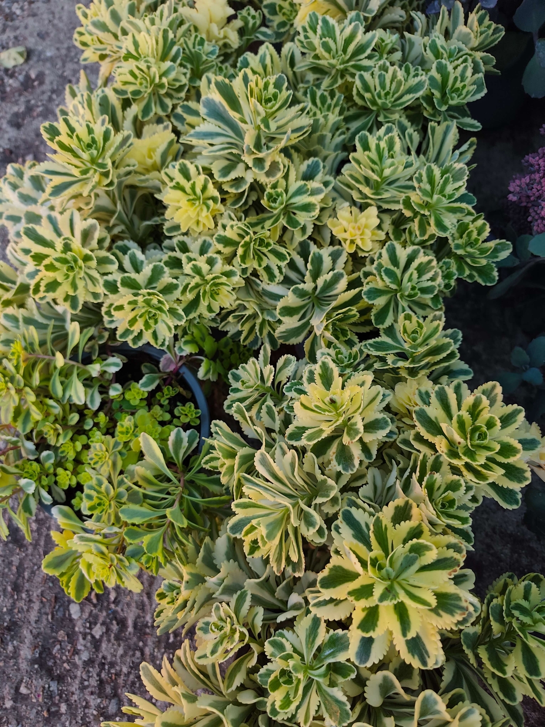 Sedum 'The Edge'