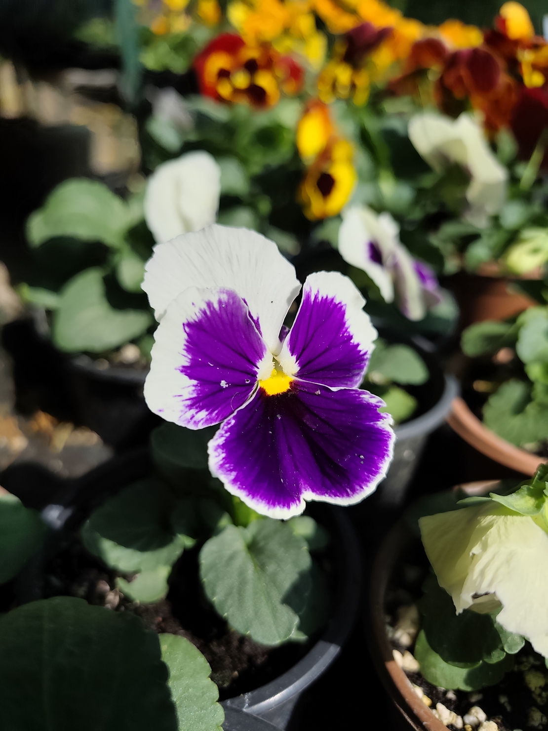 Viola × wittrockiana (Градинска теменужка)