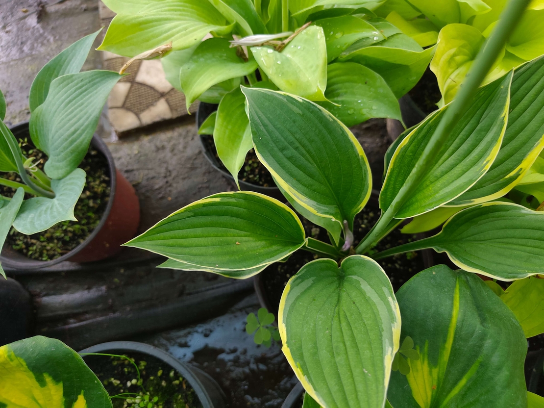 Hosta