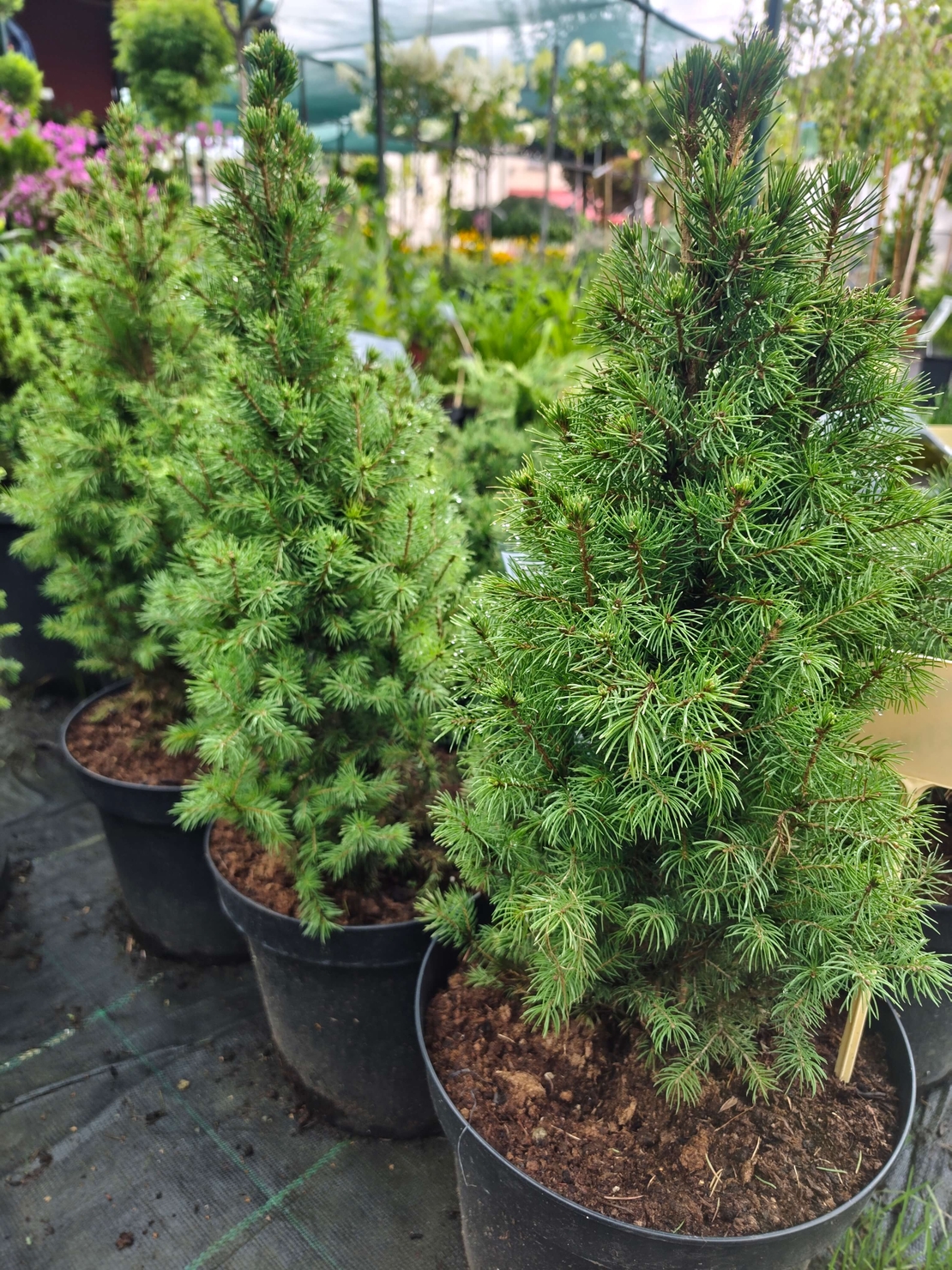 Picea glauca Conica