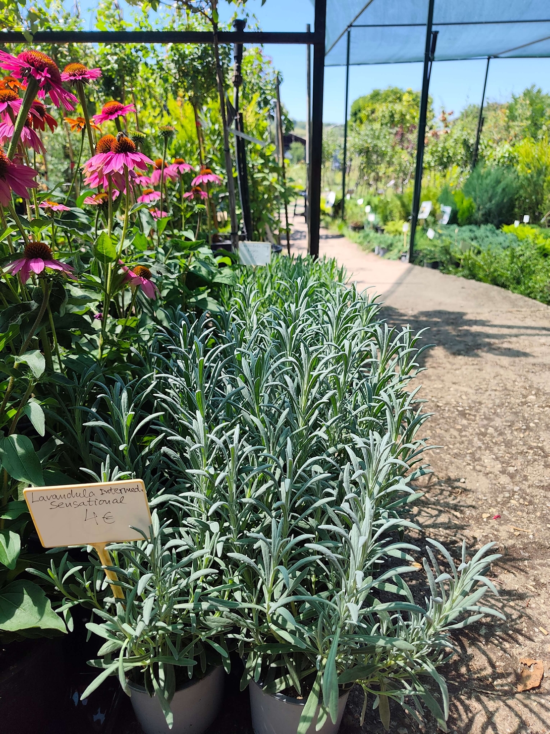 Lavandula × intermedia 'Sensational'