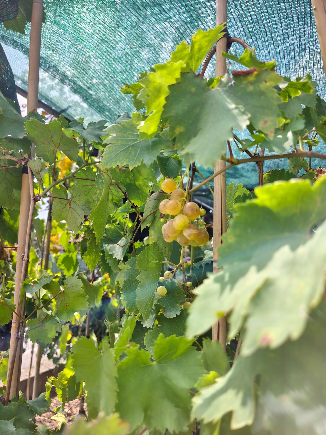 Vitis vinifera (Десертно грозде)