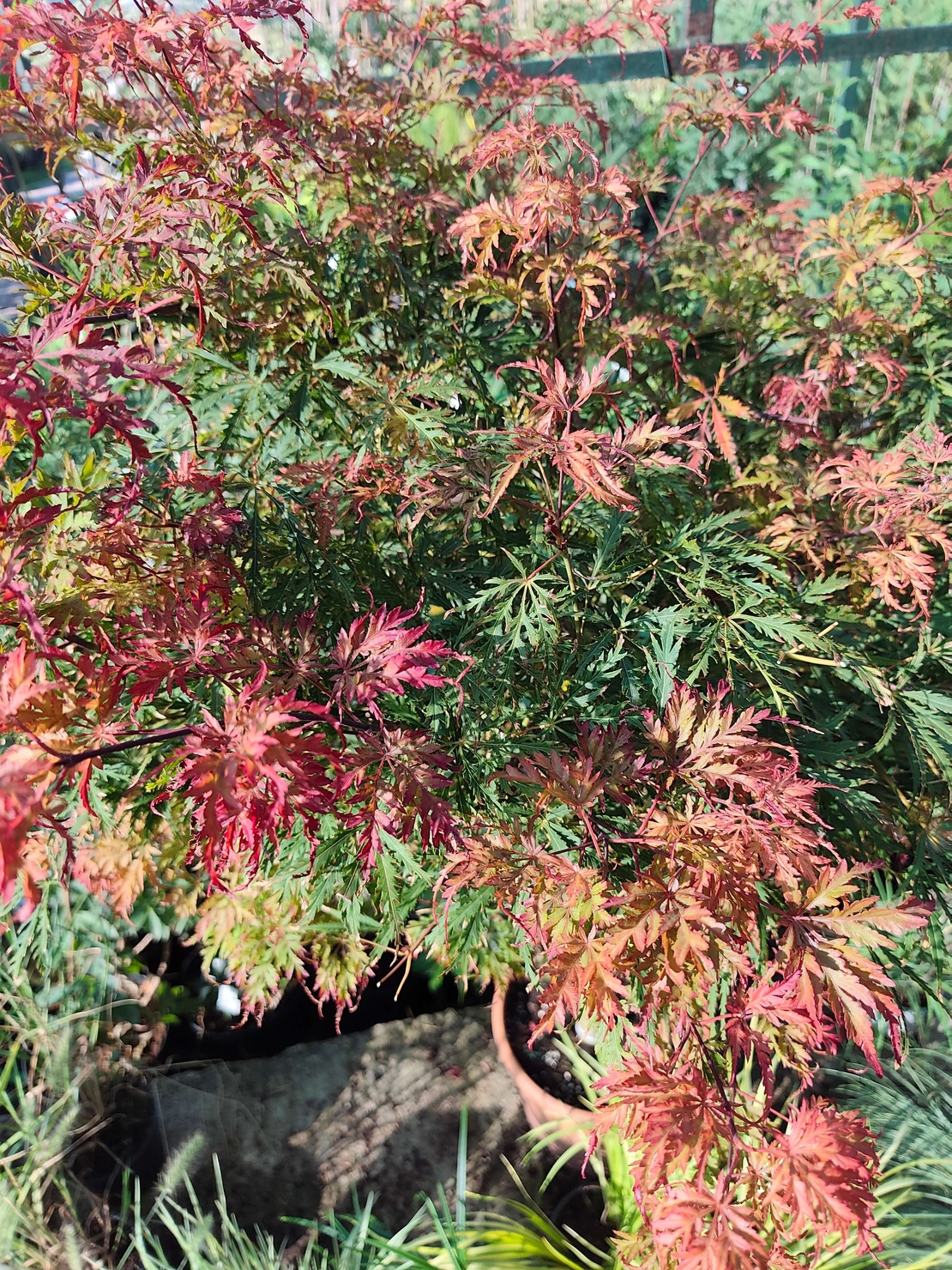 Acer palmatum ‘Heartbeat Red’