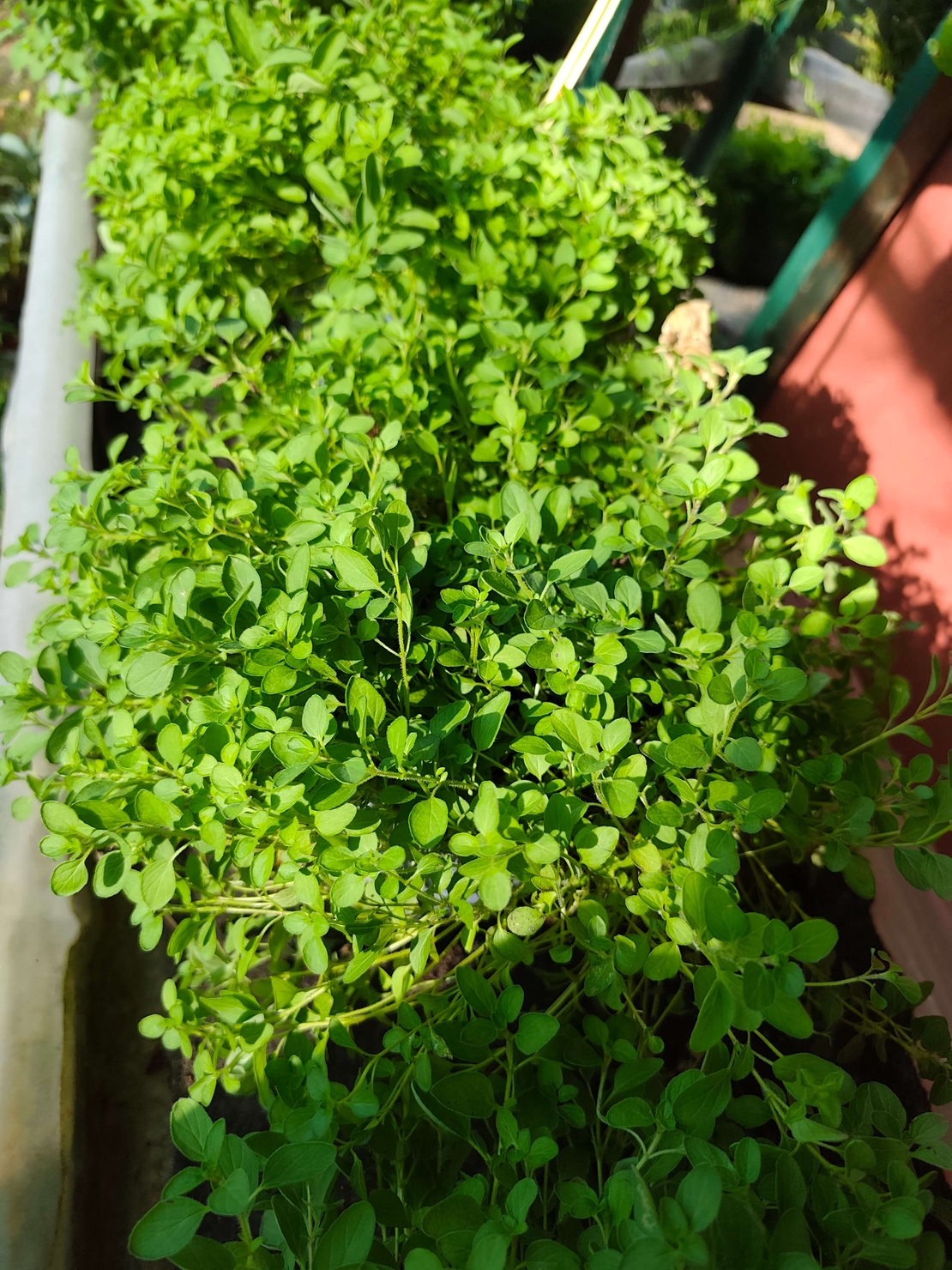 Origanum vulgare ( риган )