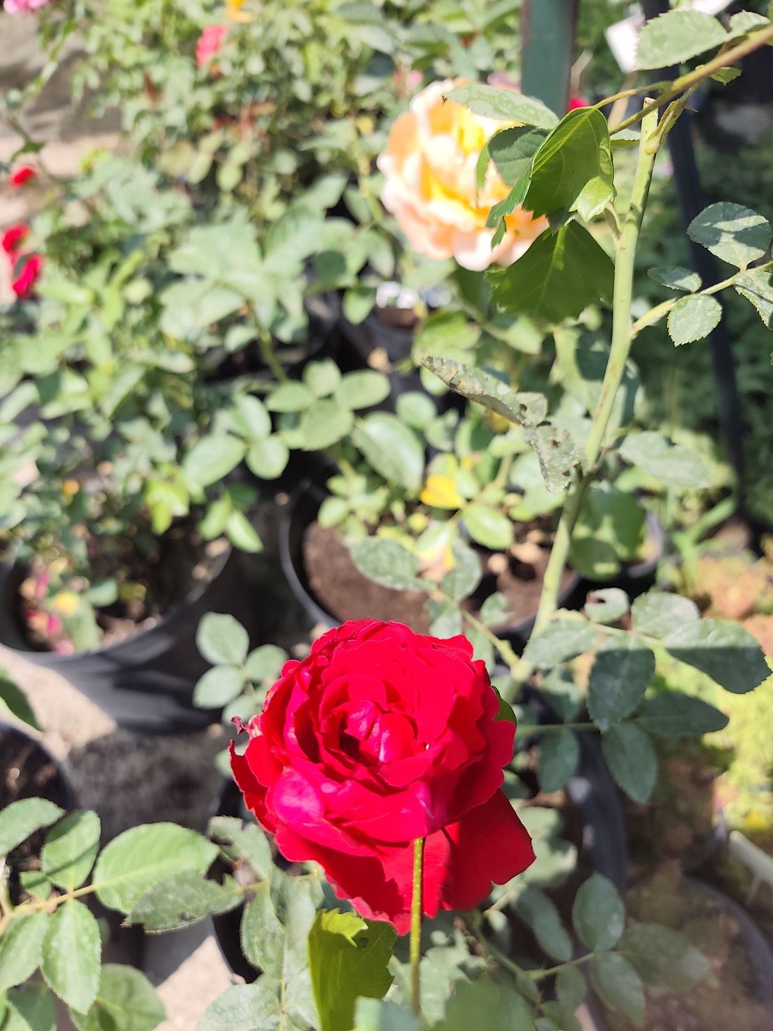 Rosa (Храстовидна роза) МИКС