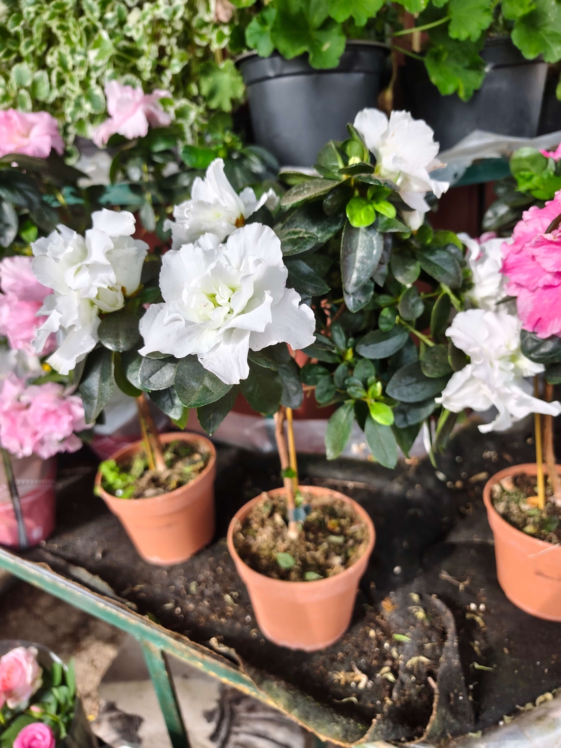 Rhododendron simsii – щамбова форма (Стайна азалия – мини дръвче)