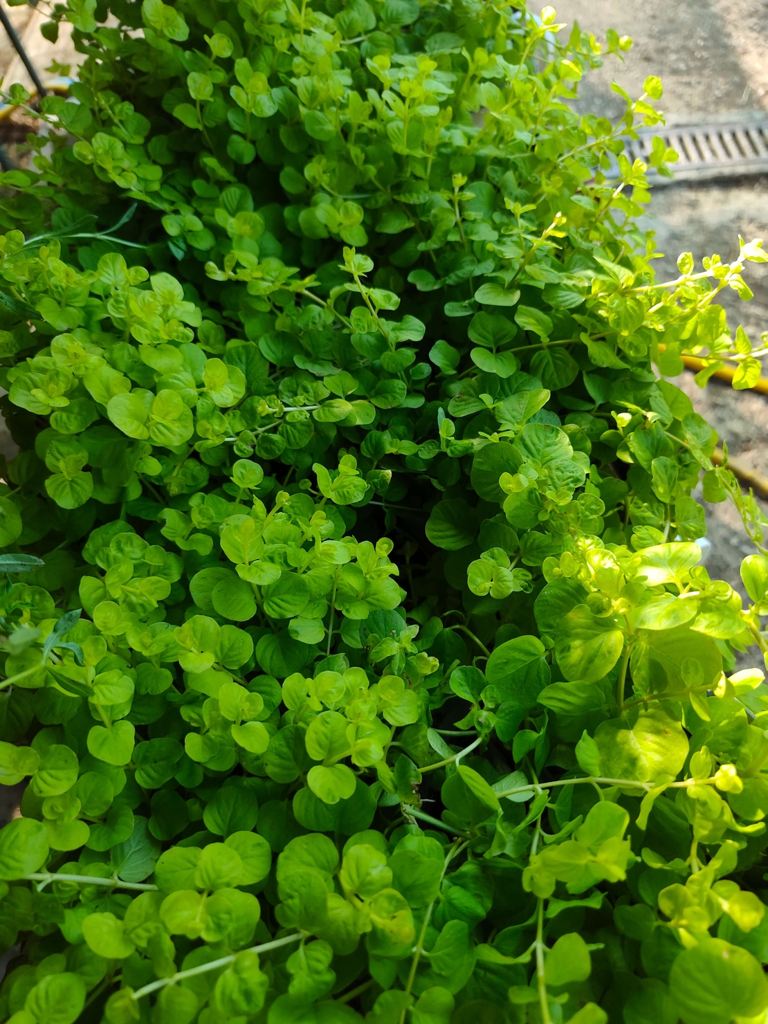Lysimachia nummularia (Лизимахия)